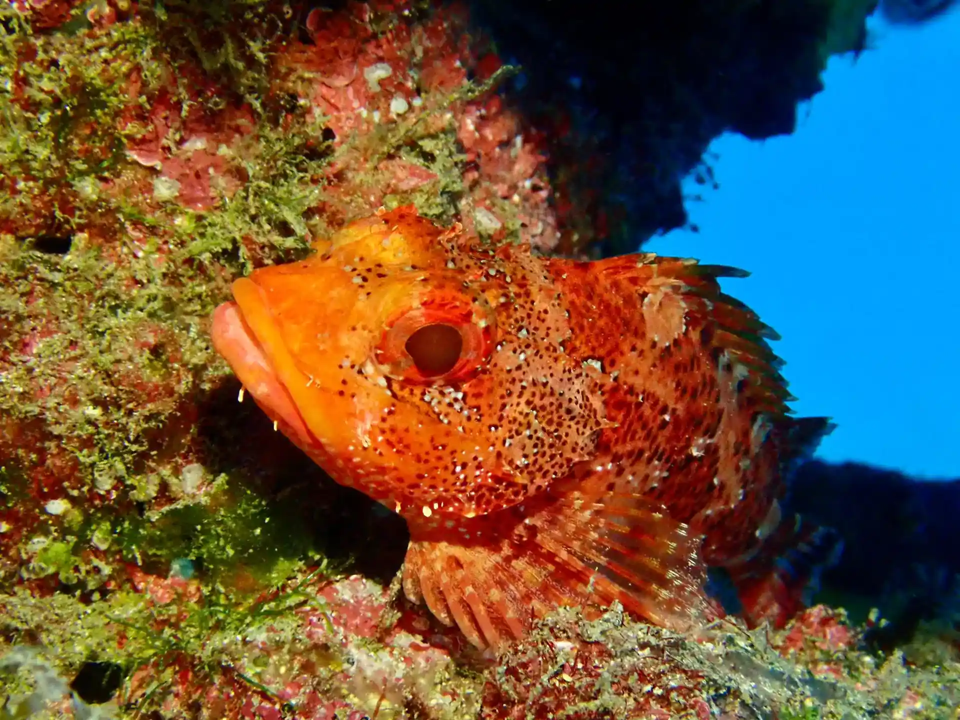 Dive site photo
