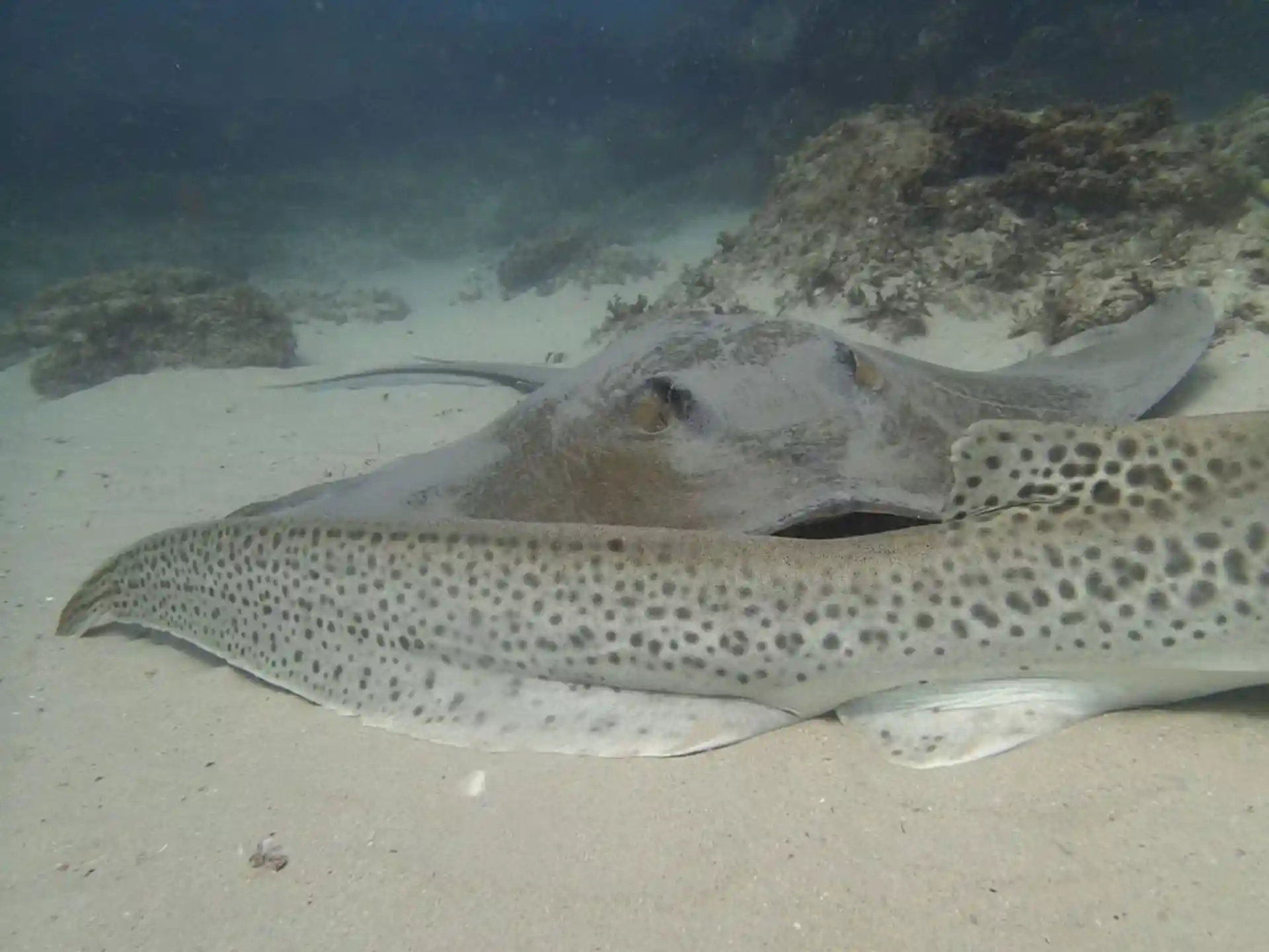 Photo du site de plongée