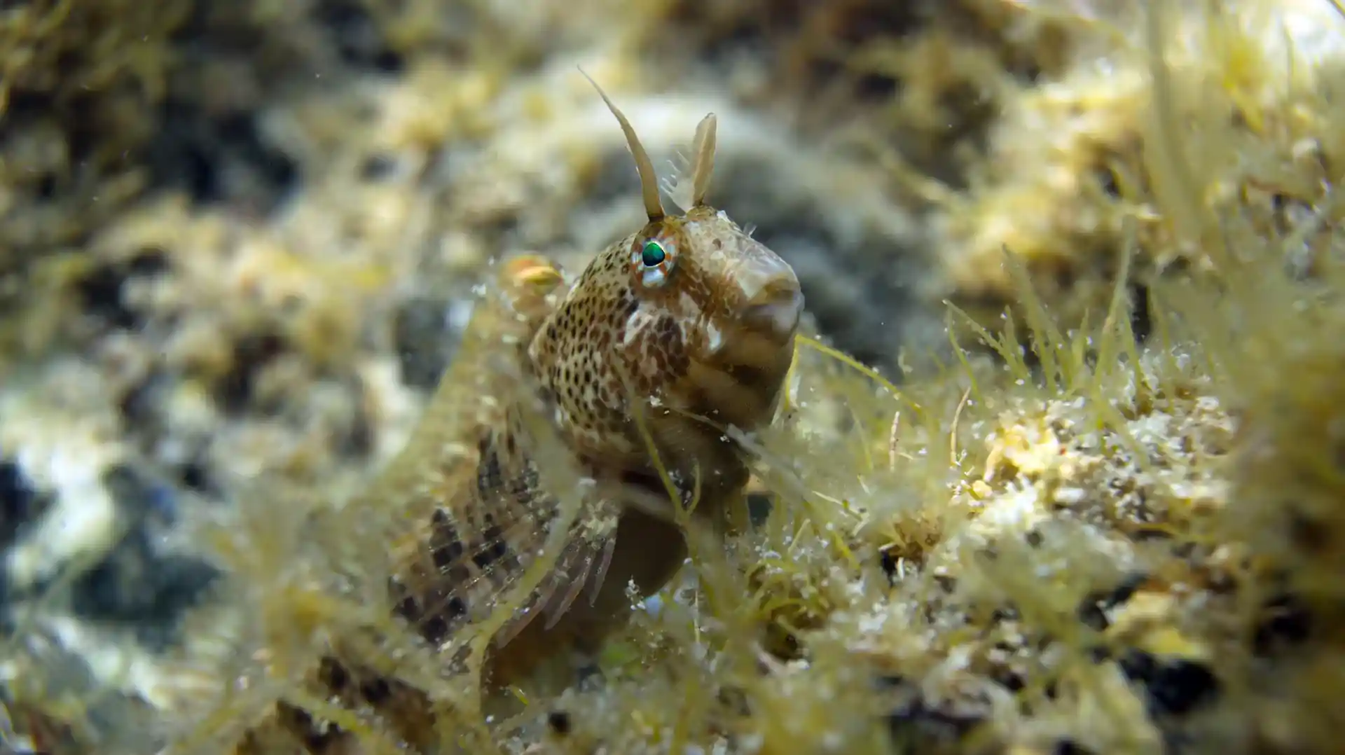 Dive site photo