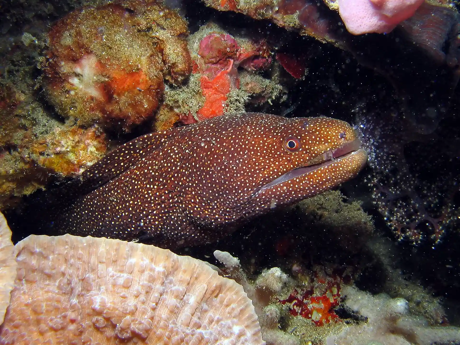 Dive site photo