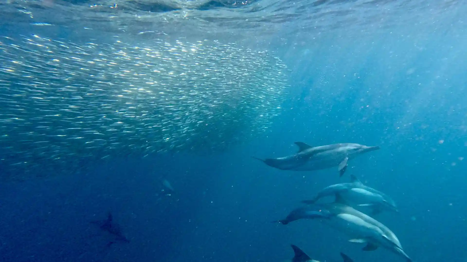 Dive site photo