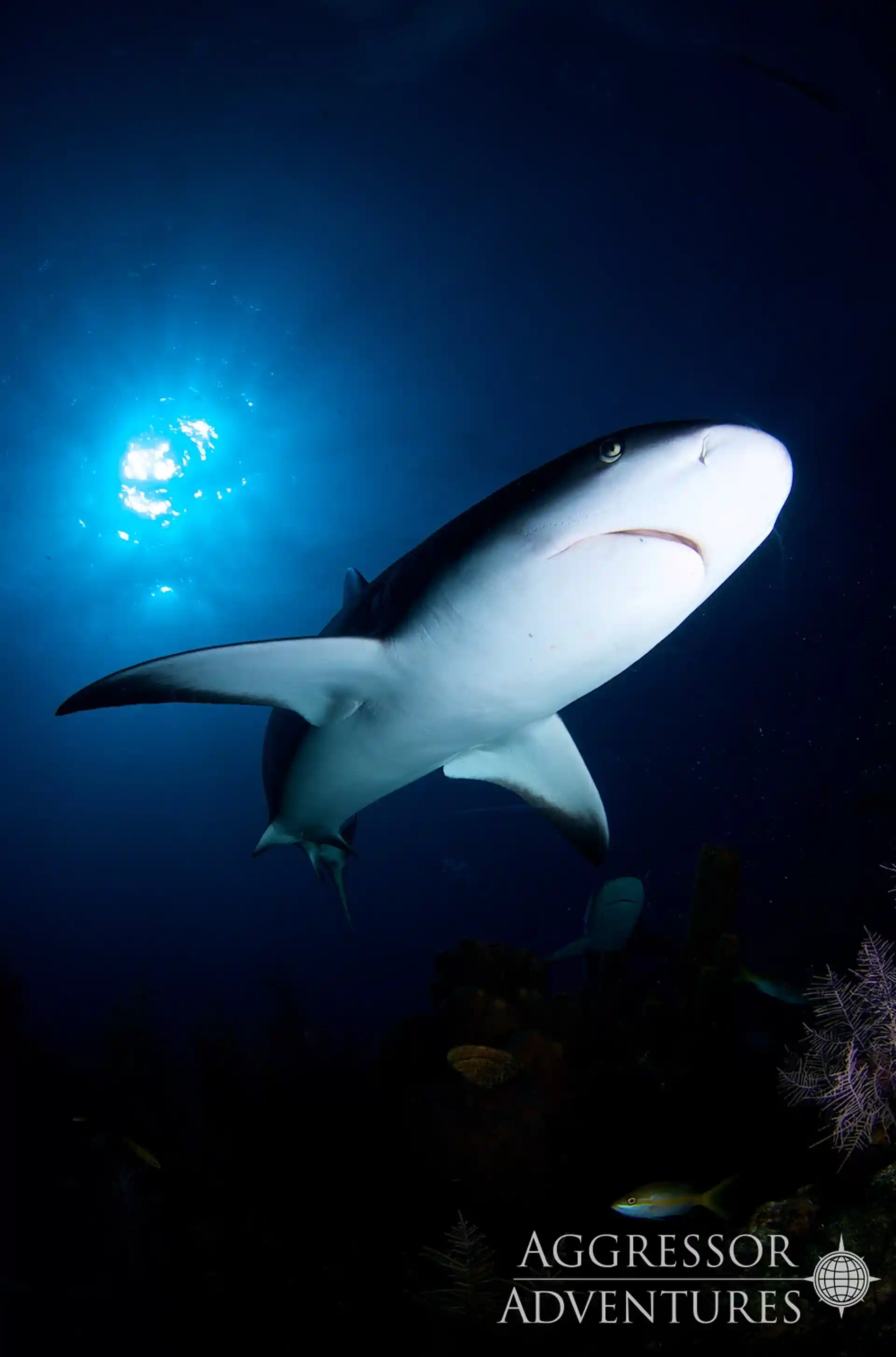 Dive shop photo