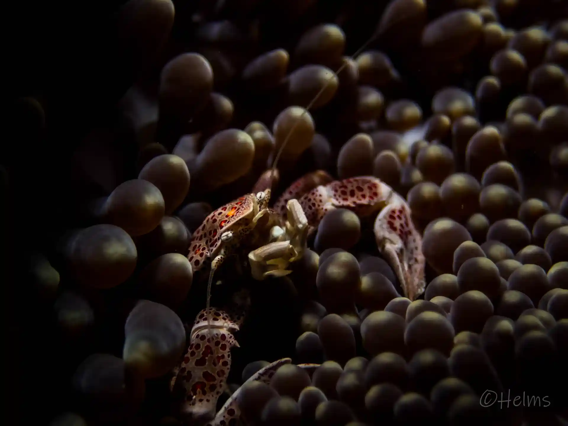 Dive shop photo
