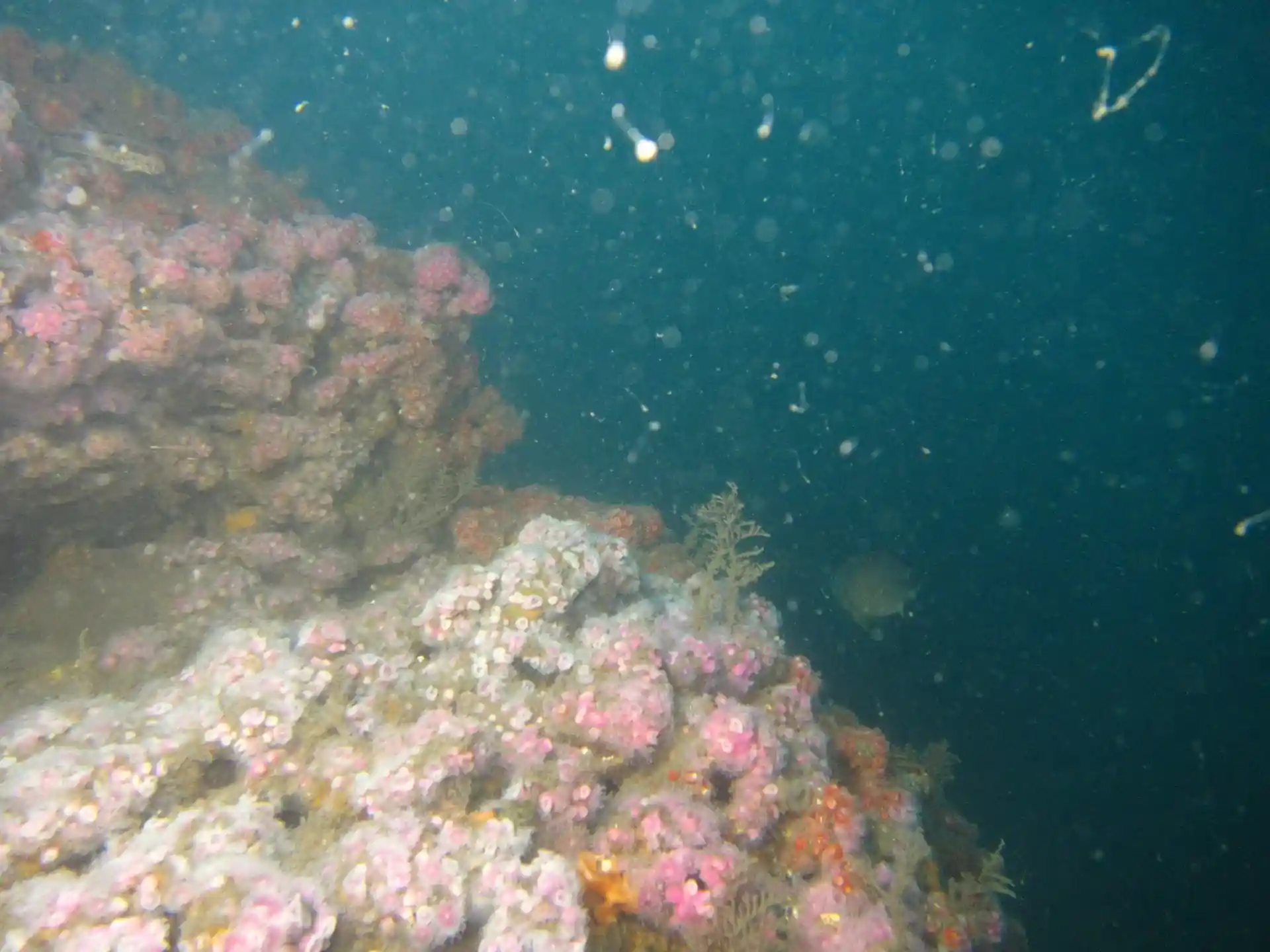 Dive site photo