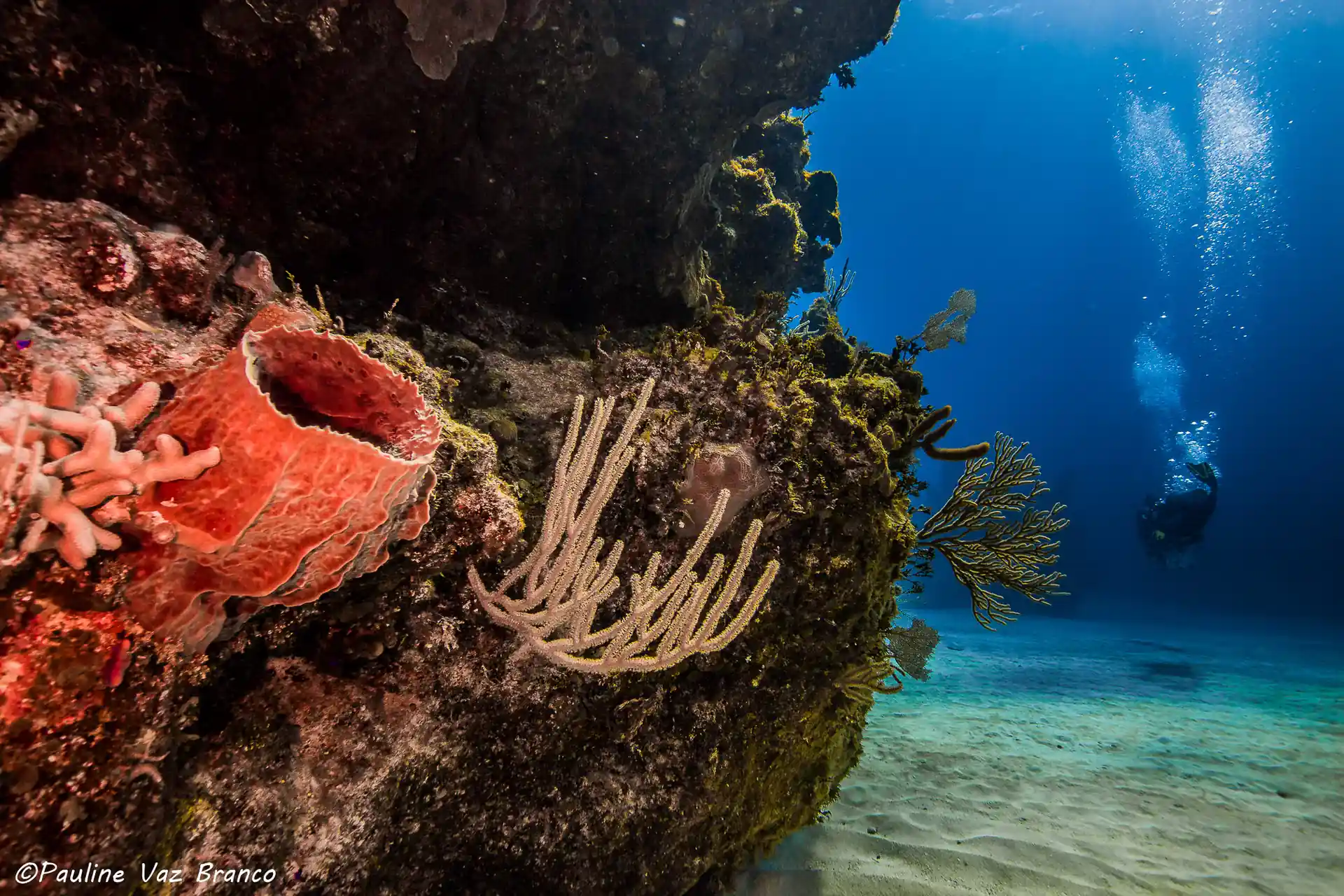 Dive shop photo