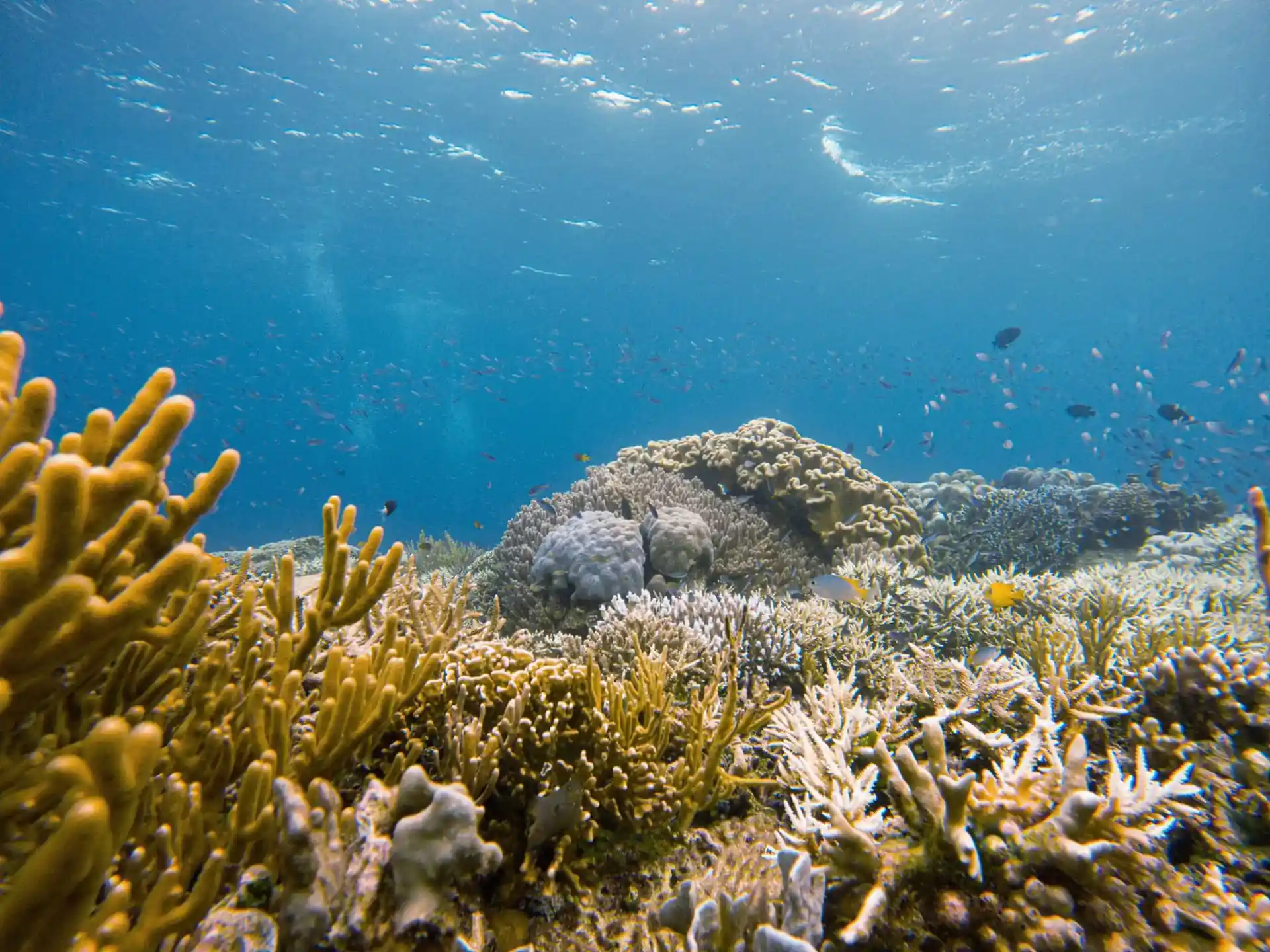 Dive site photo