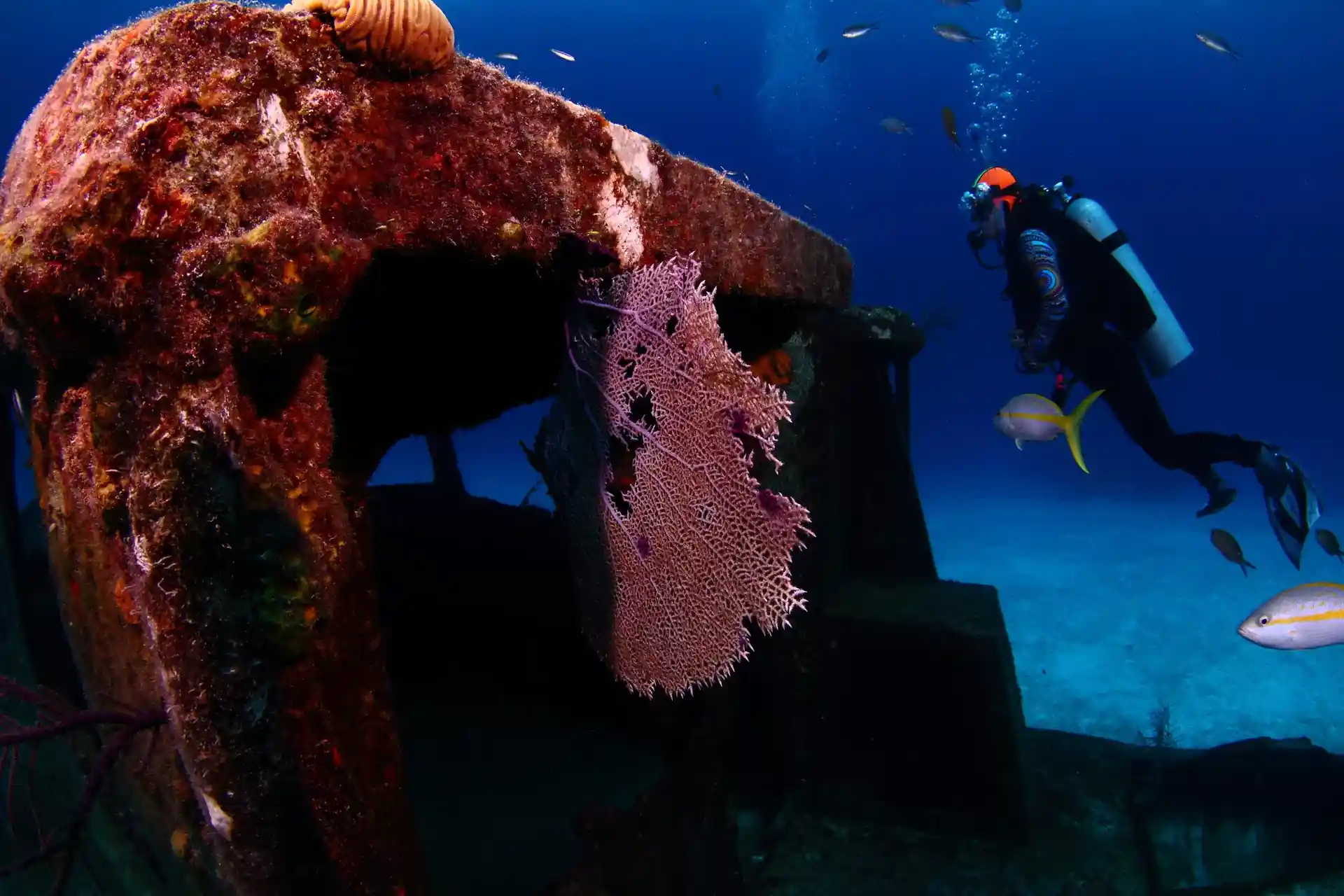 ダイビングサイトの写真