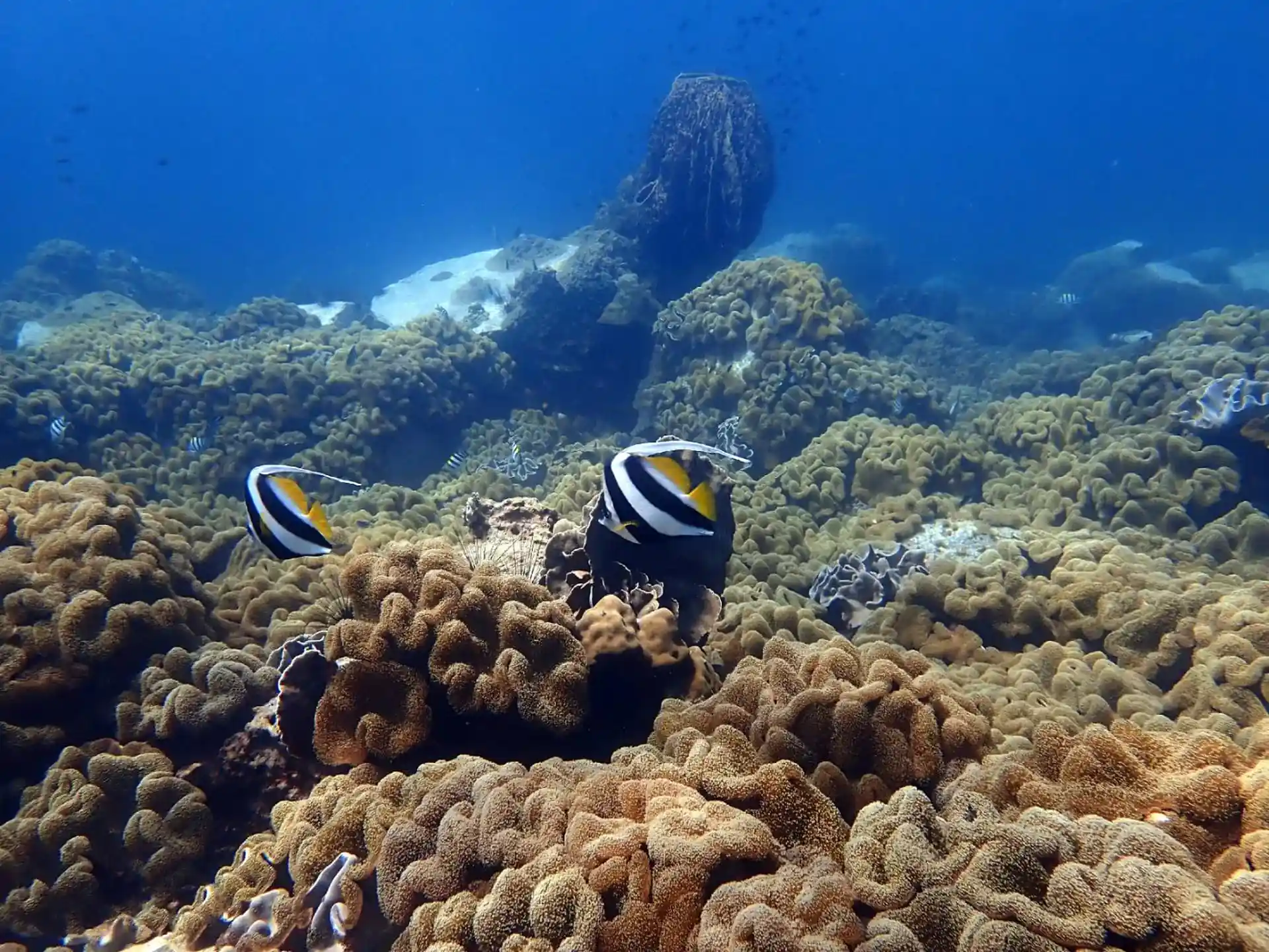 Photo du site de plongée