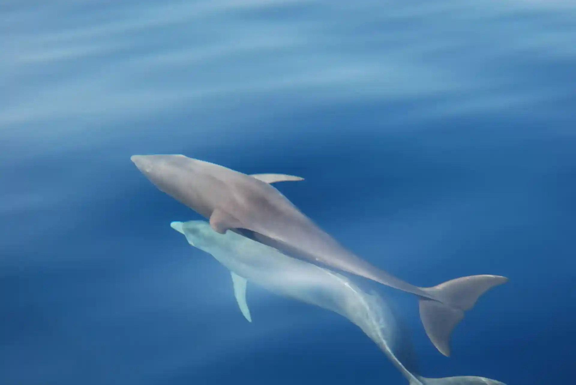 dolphins during the hour trip on the way to pianosa.