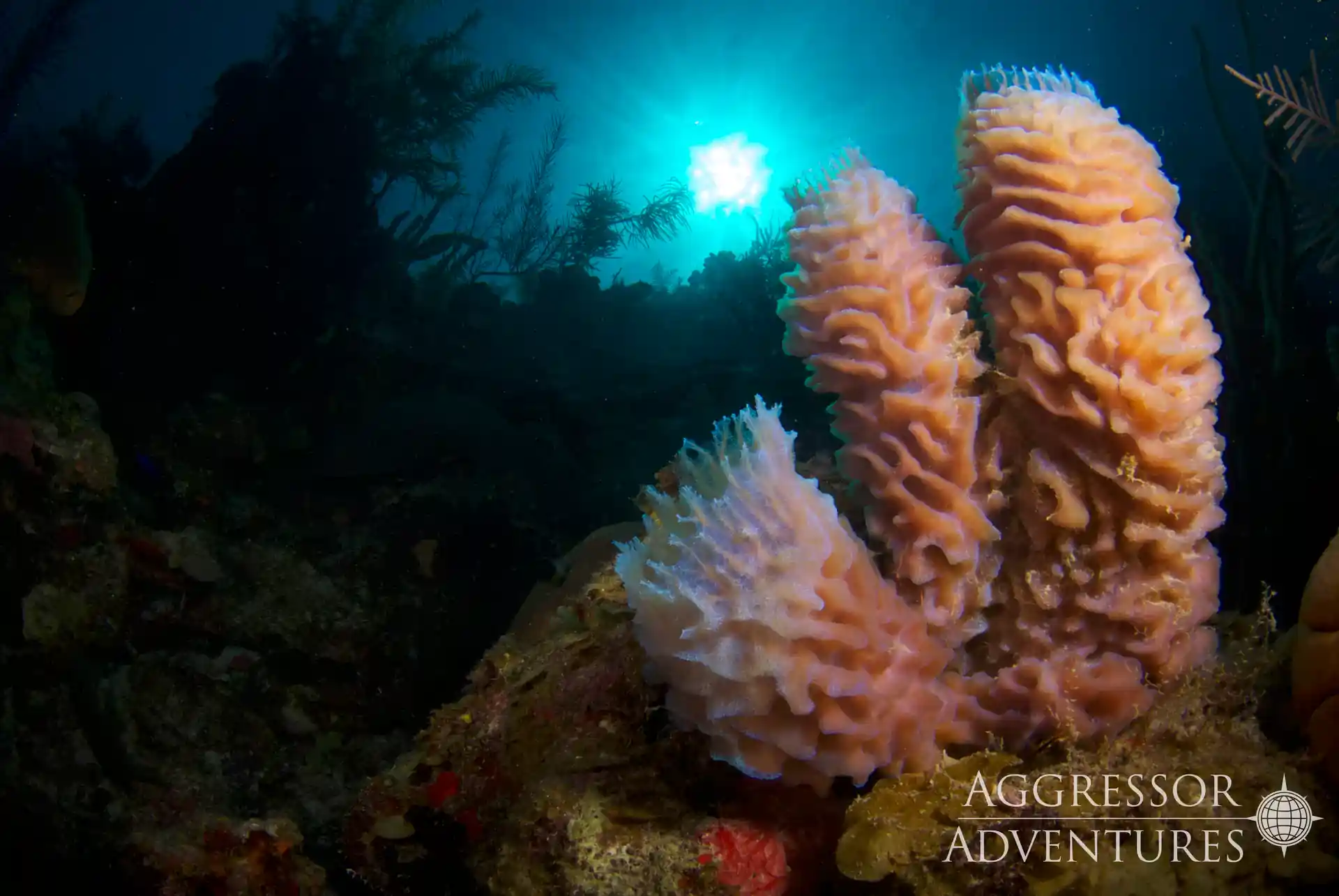 Dive shop photo