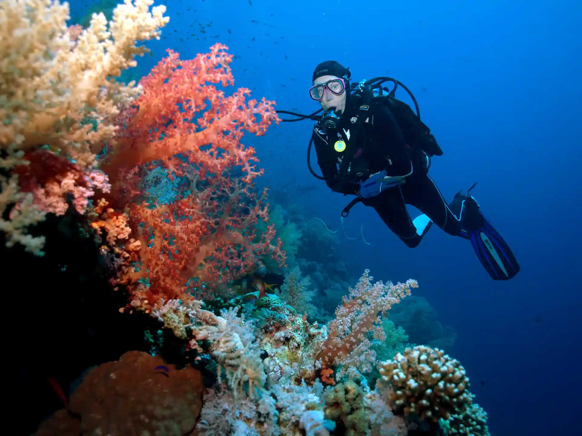 The Red Sea is famous for corals. You can learn about marine life during Underwater Naturalist dive