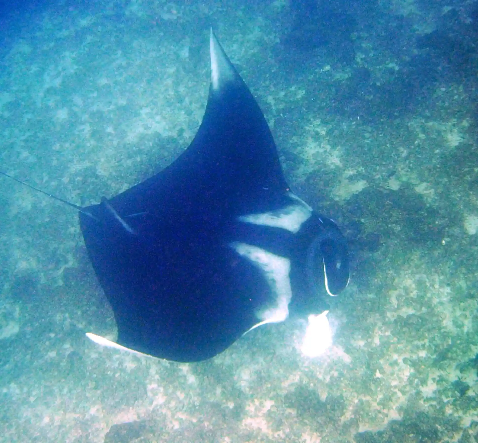 Photo du site de plongée