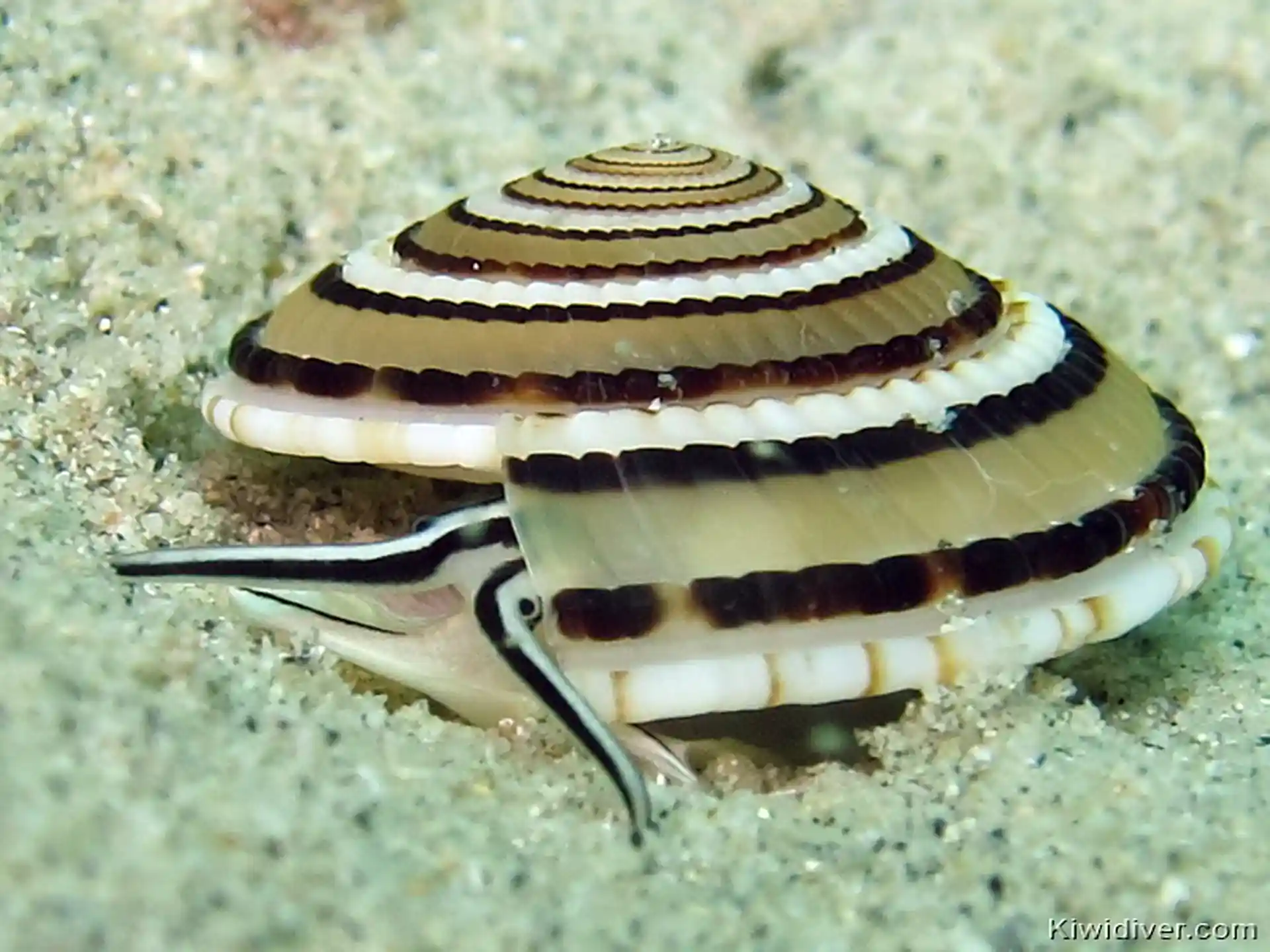 ダイビングサイトの写真