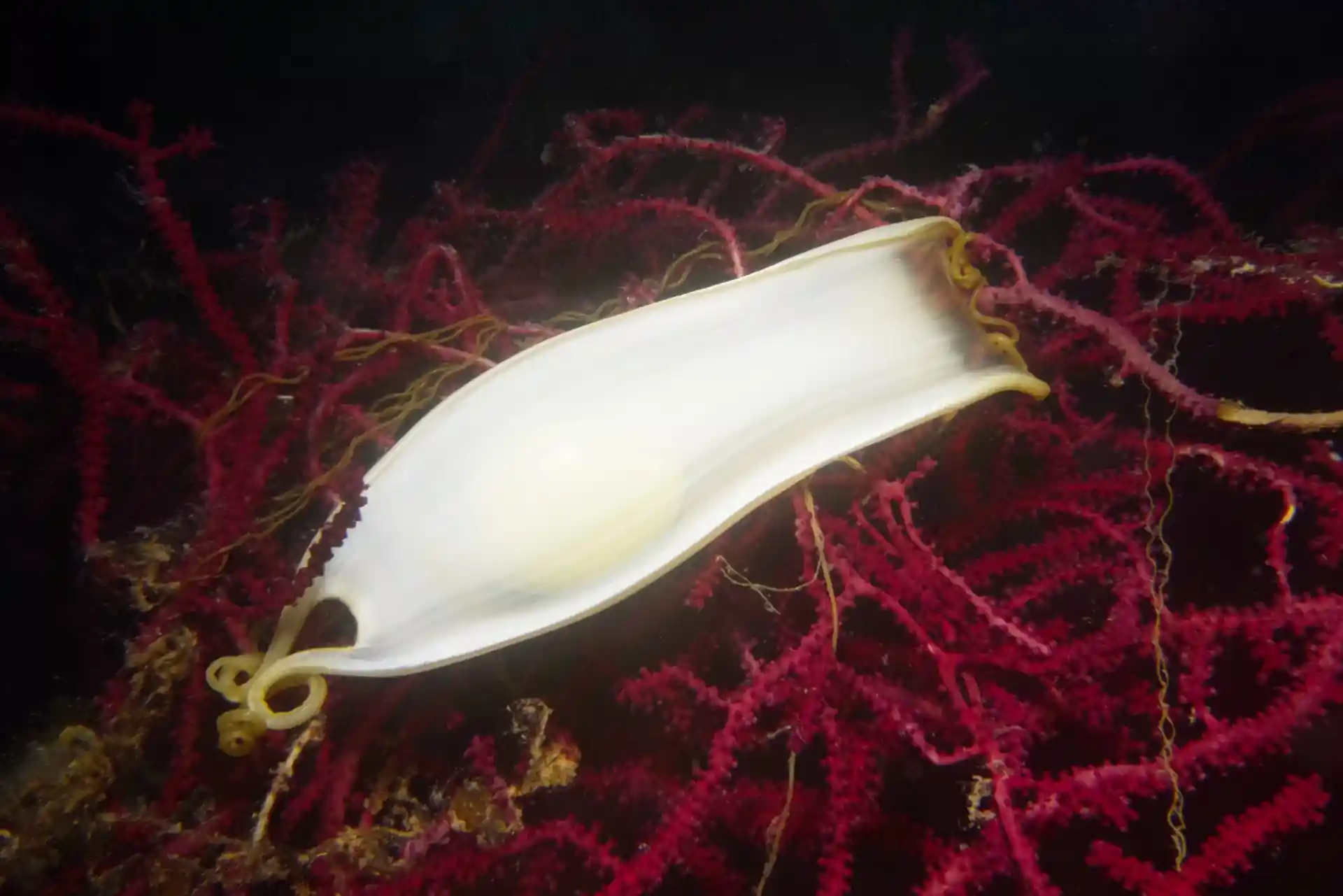 Scova i dettagli più profondi del mare