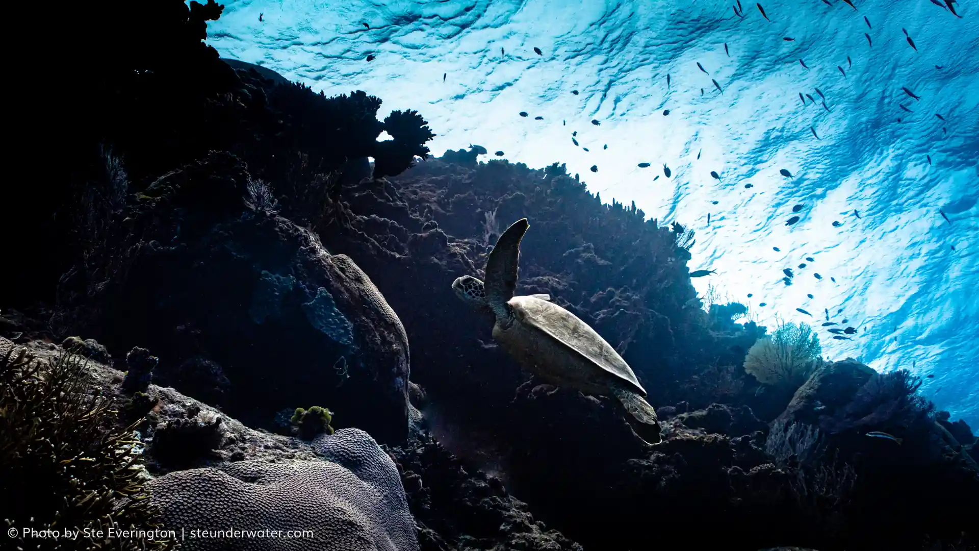 Turtles are also common sightings