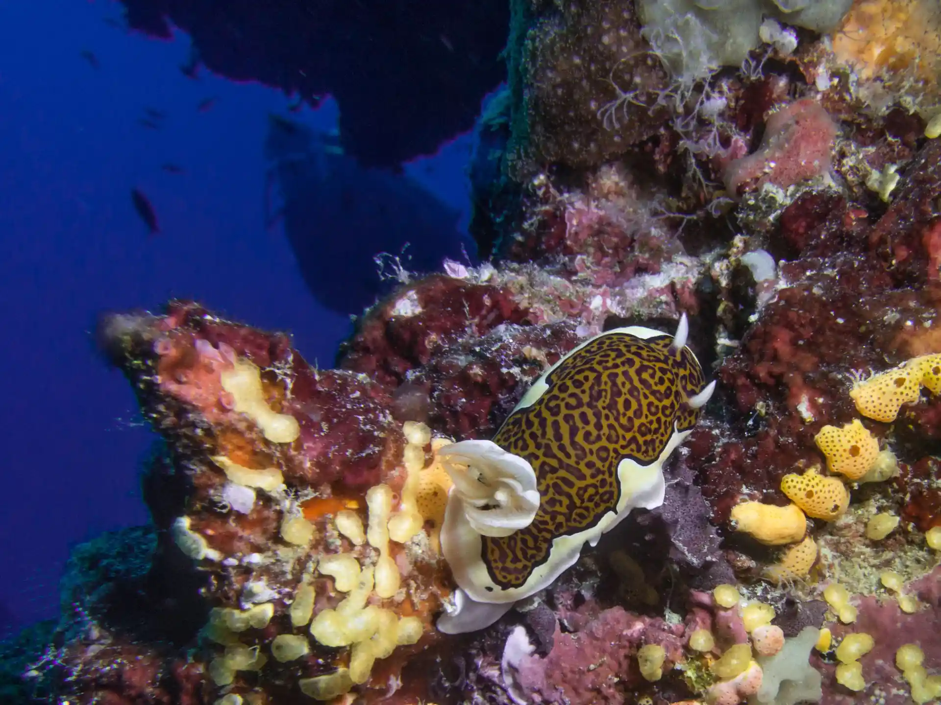 Dive shop photo