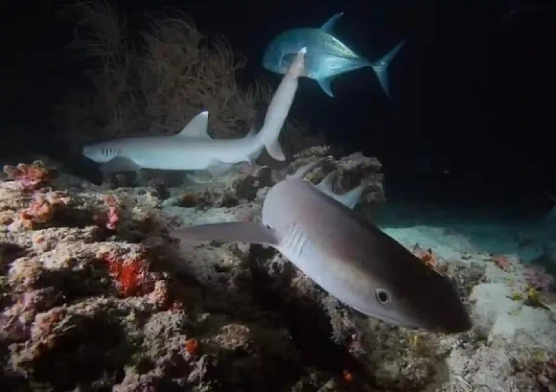 Dive site photo