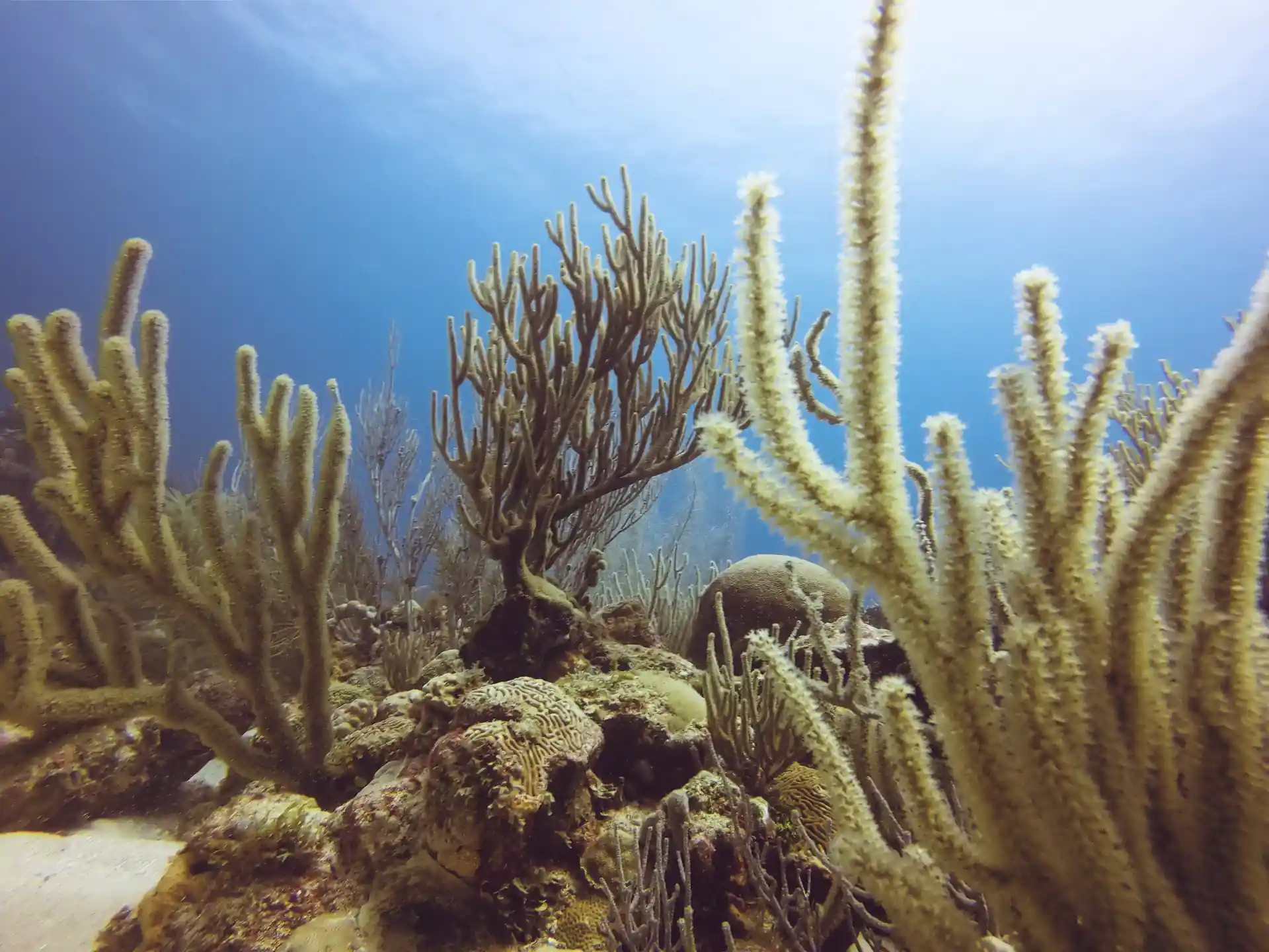 Soft corals.