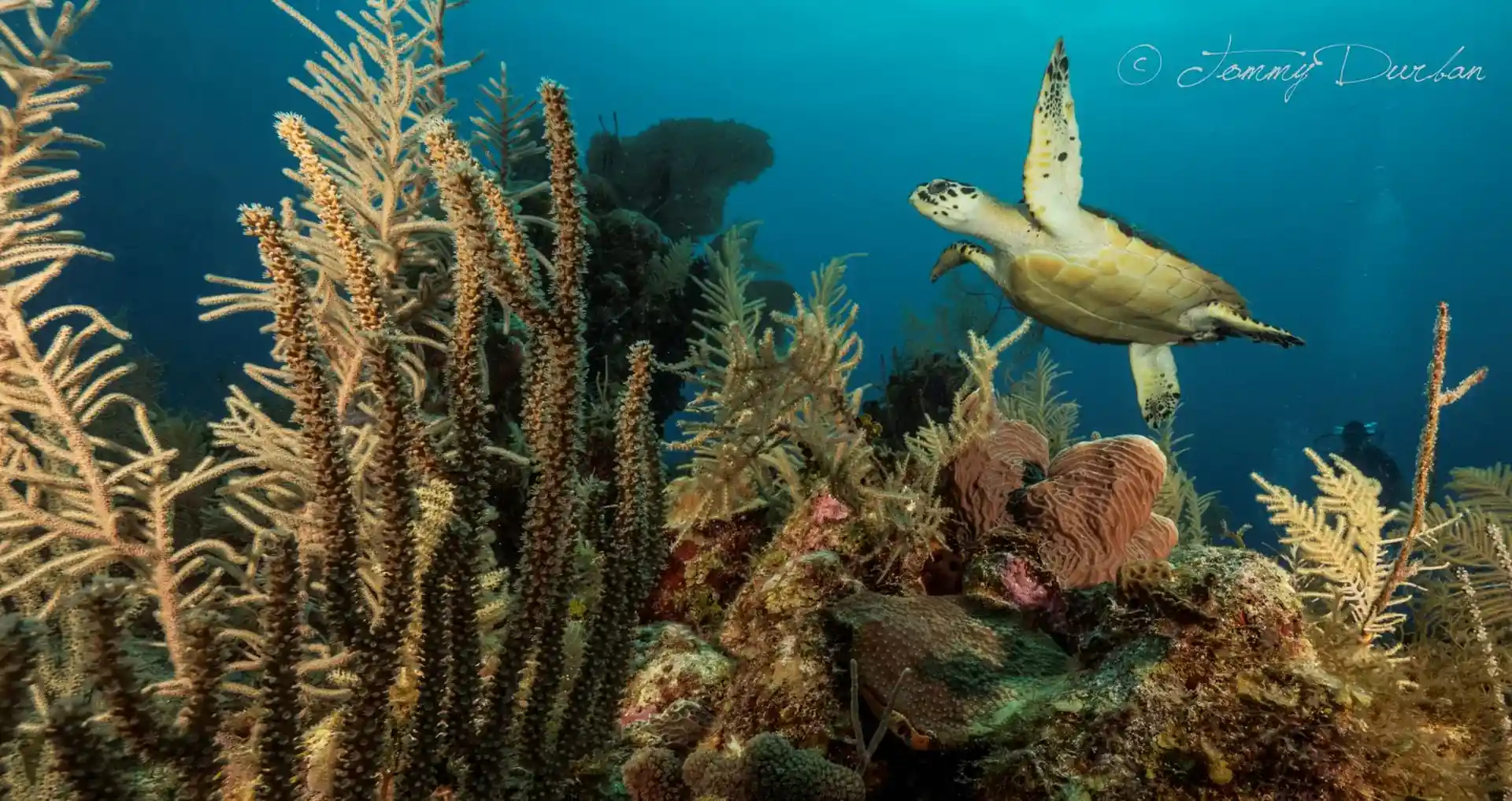 Support ocean protection