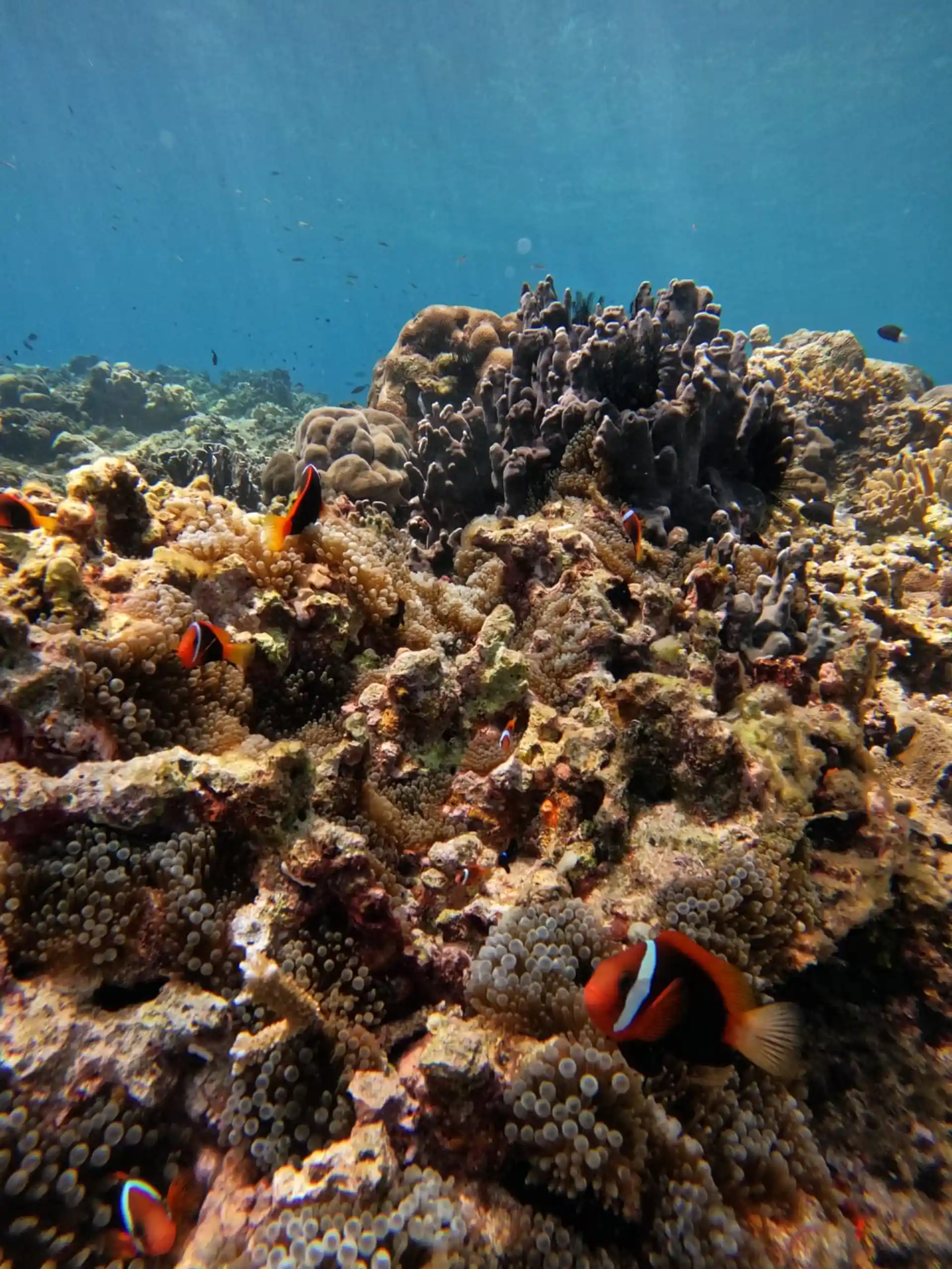 Dive site photo
