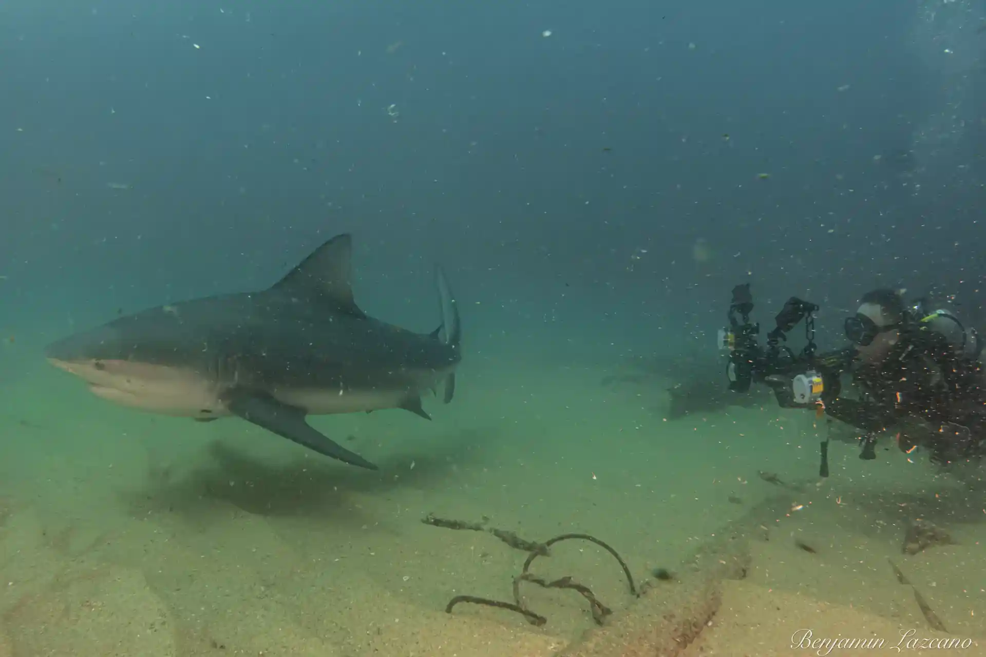 Up close and personal with a Cabo Pulmo bull shark