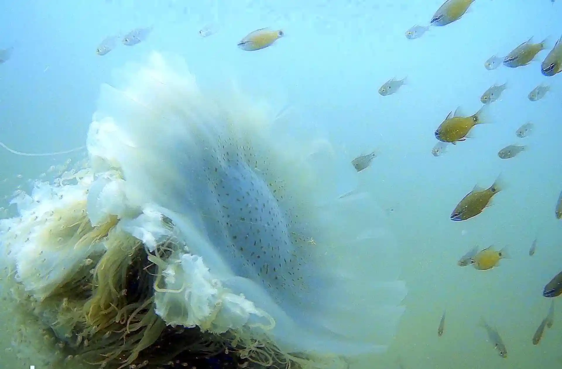 A micro-universe on 20-meter depth