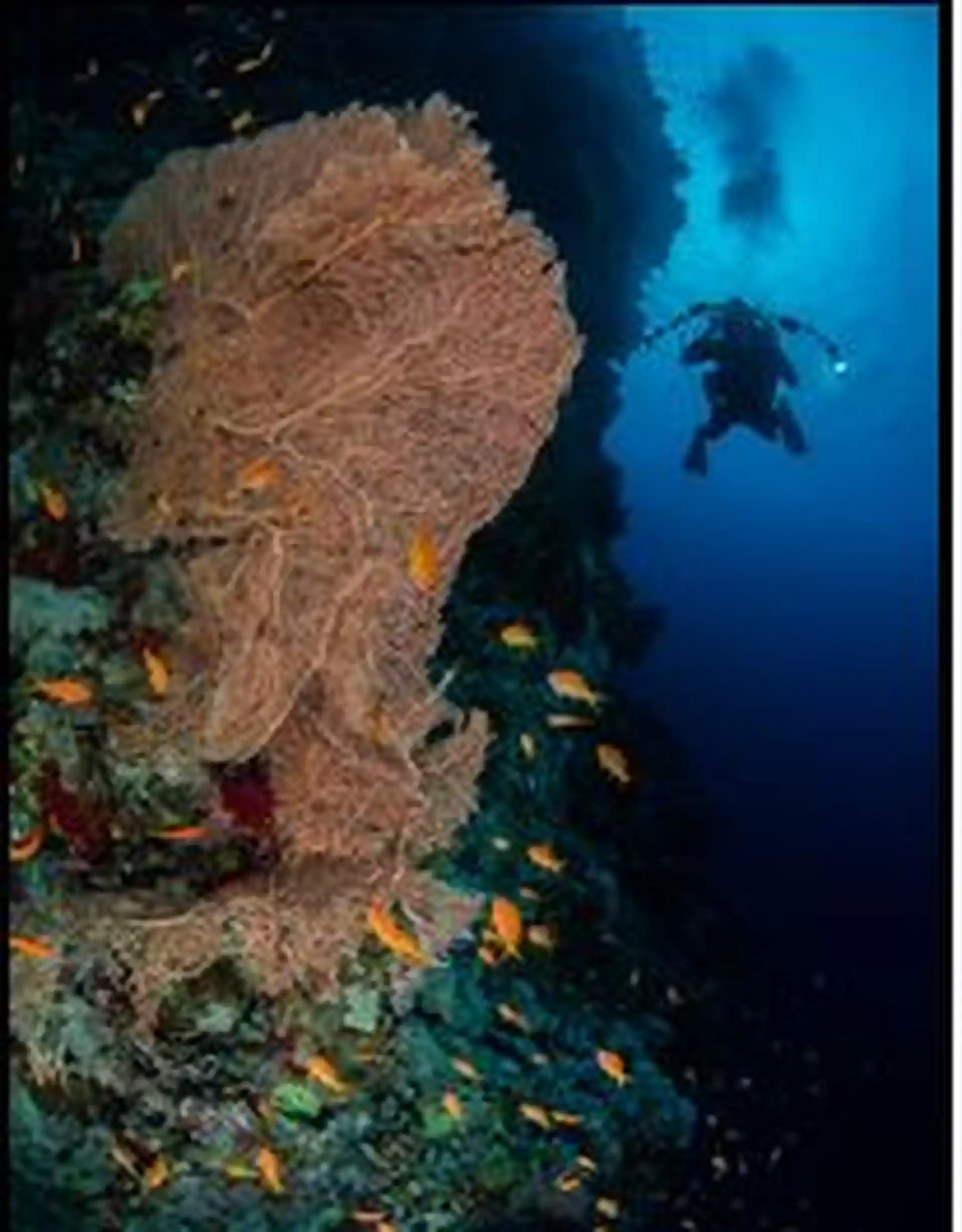 Mysterious underwater world of the Brothers Liveaboard MY Whirlwind