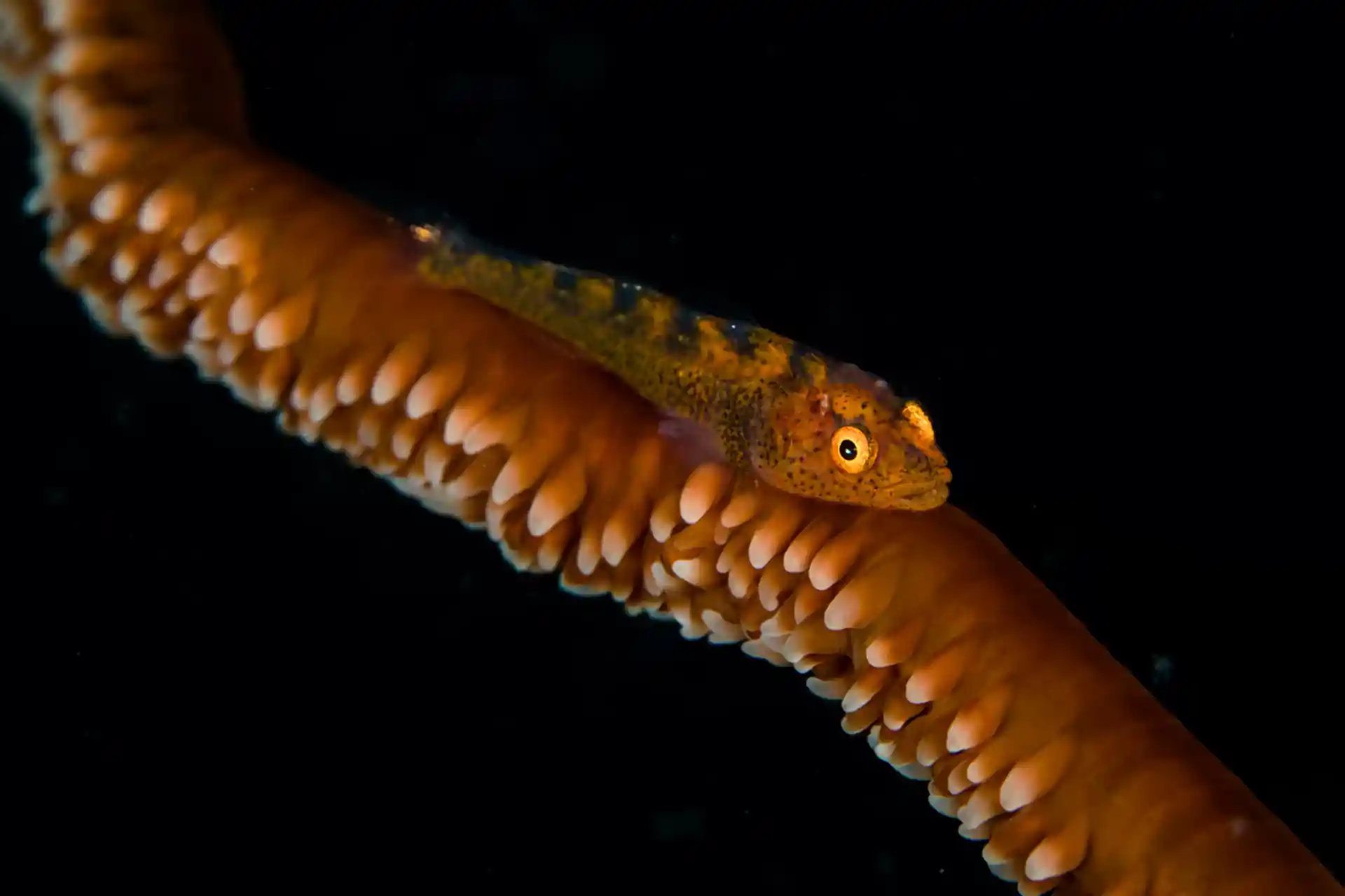 Dive site photo