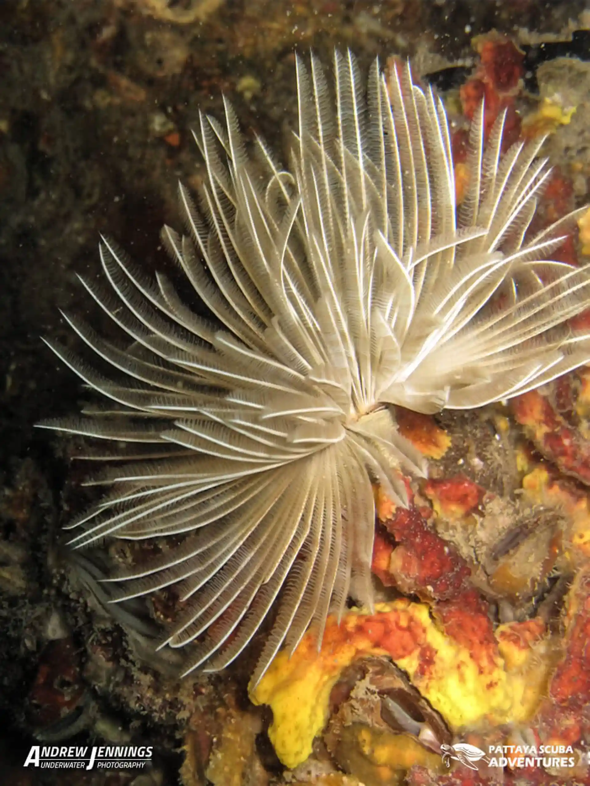 다이빙 포인트 사진