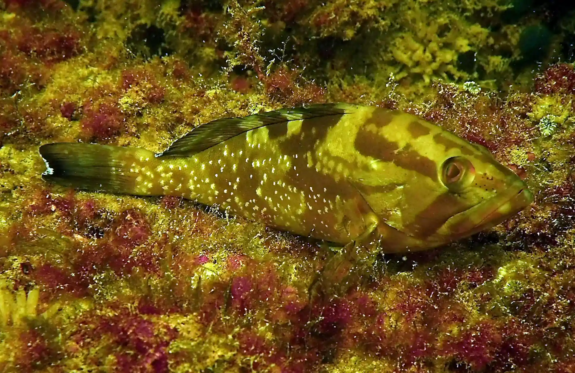 Foto van de duiklocatie