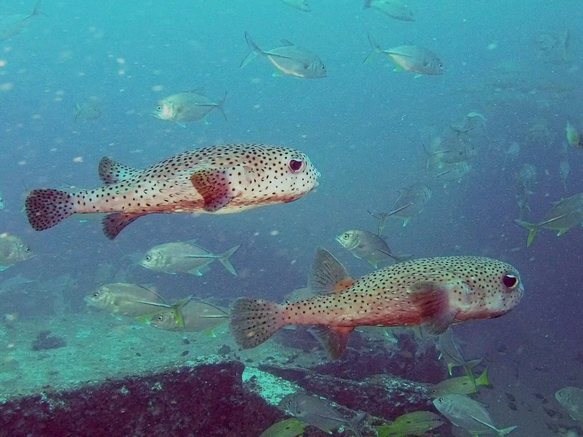 다이빙 포인트 사진