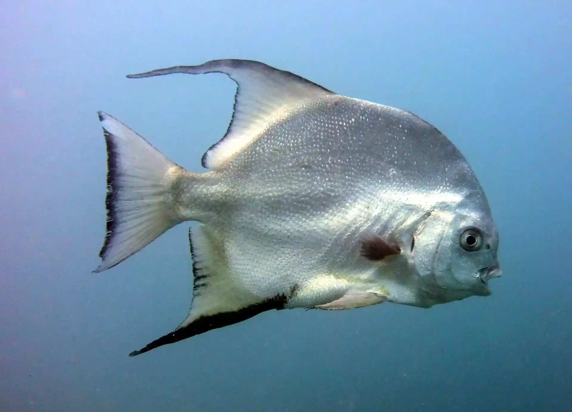 Dive site photo