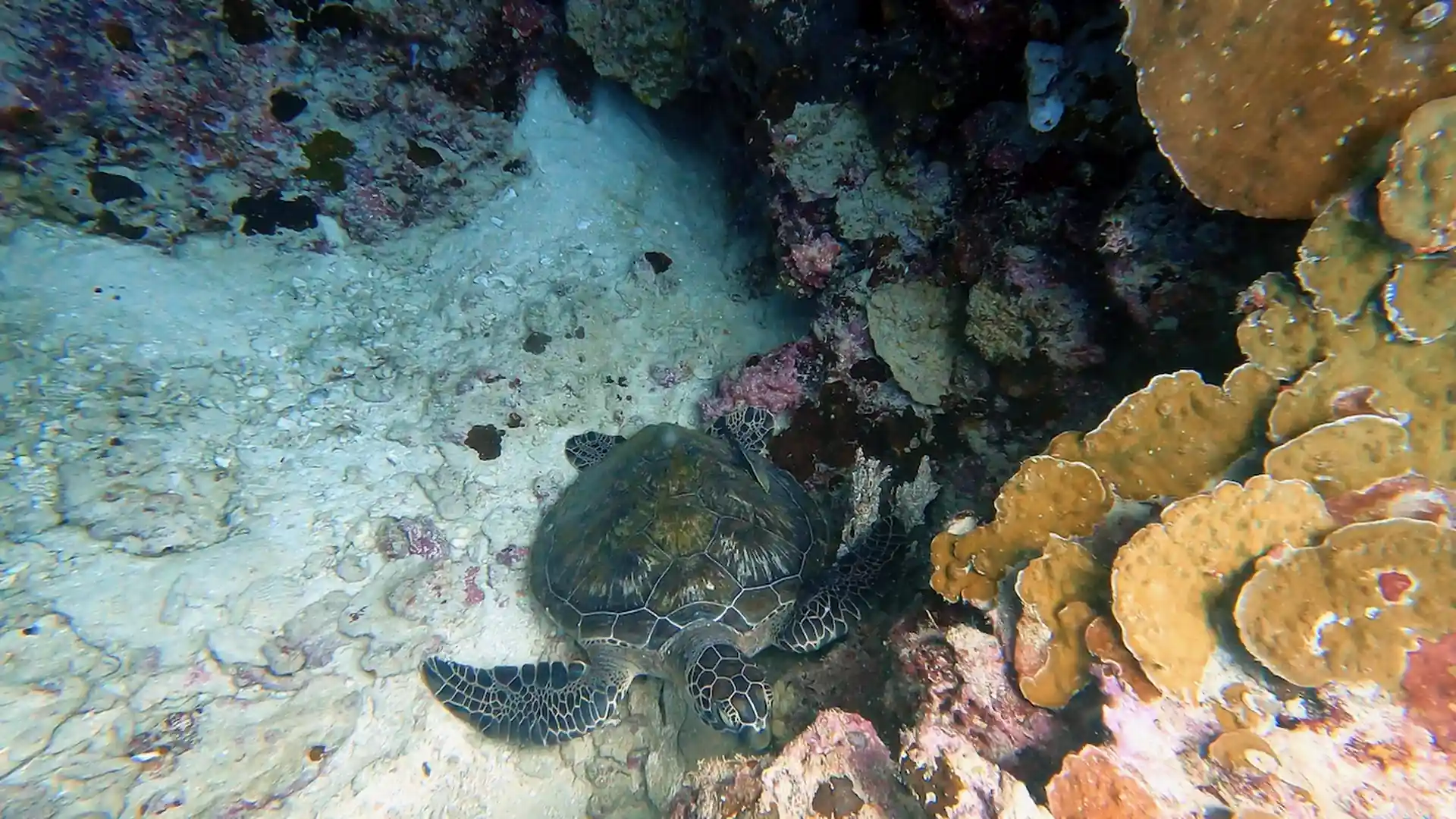 Explore the beautiful local reefs and marine life