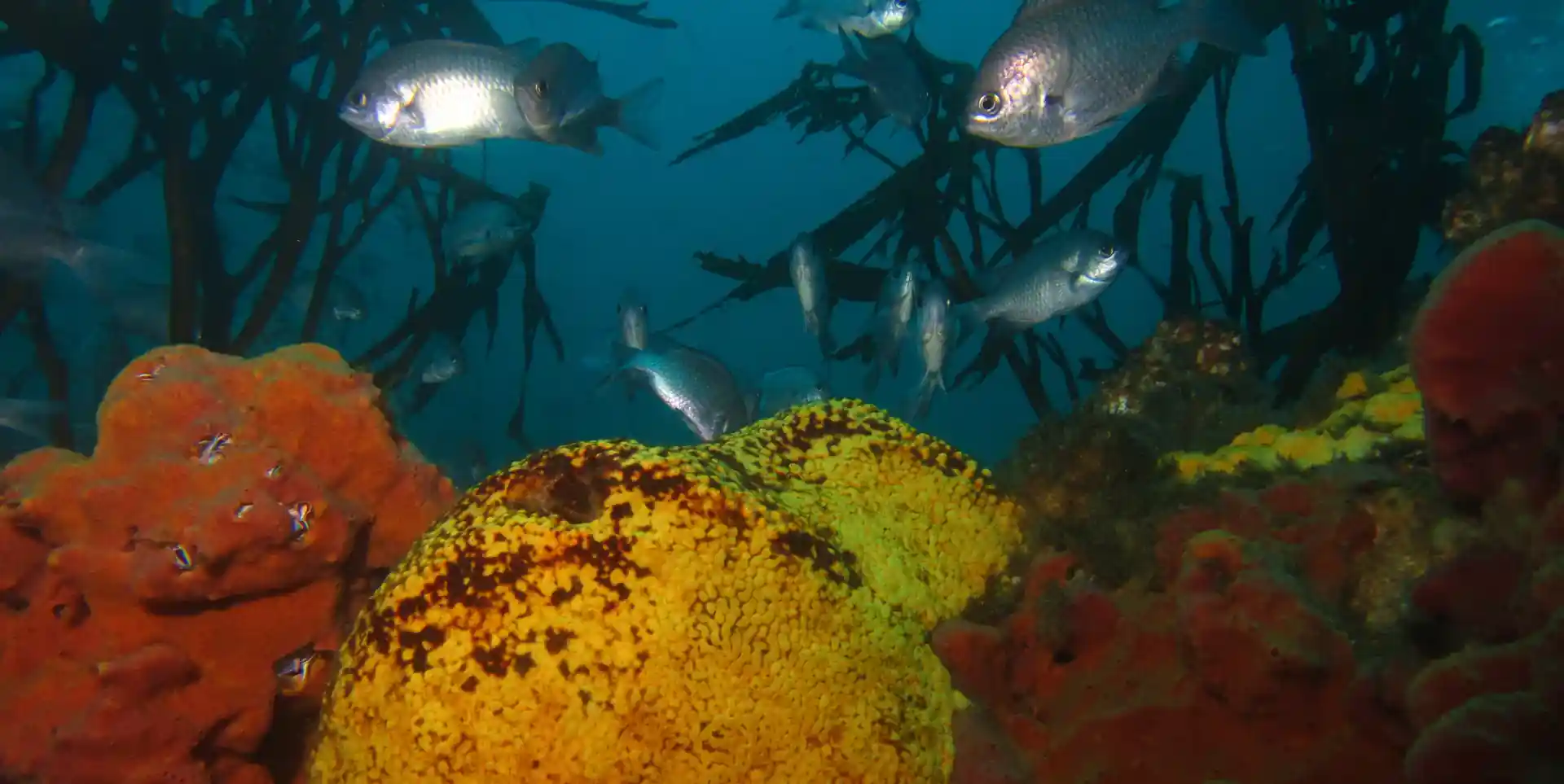 Photo de l'activité