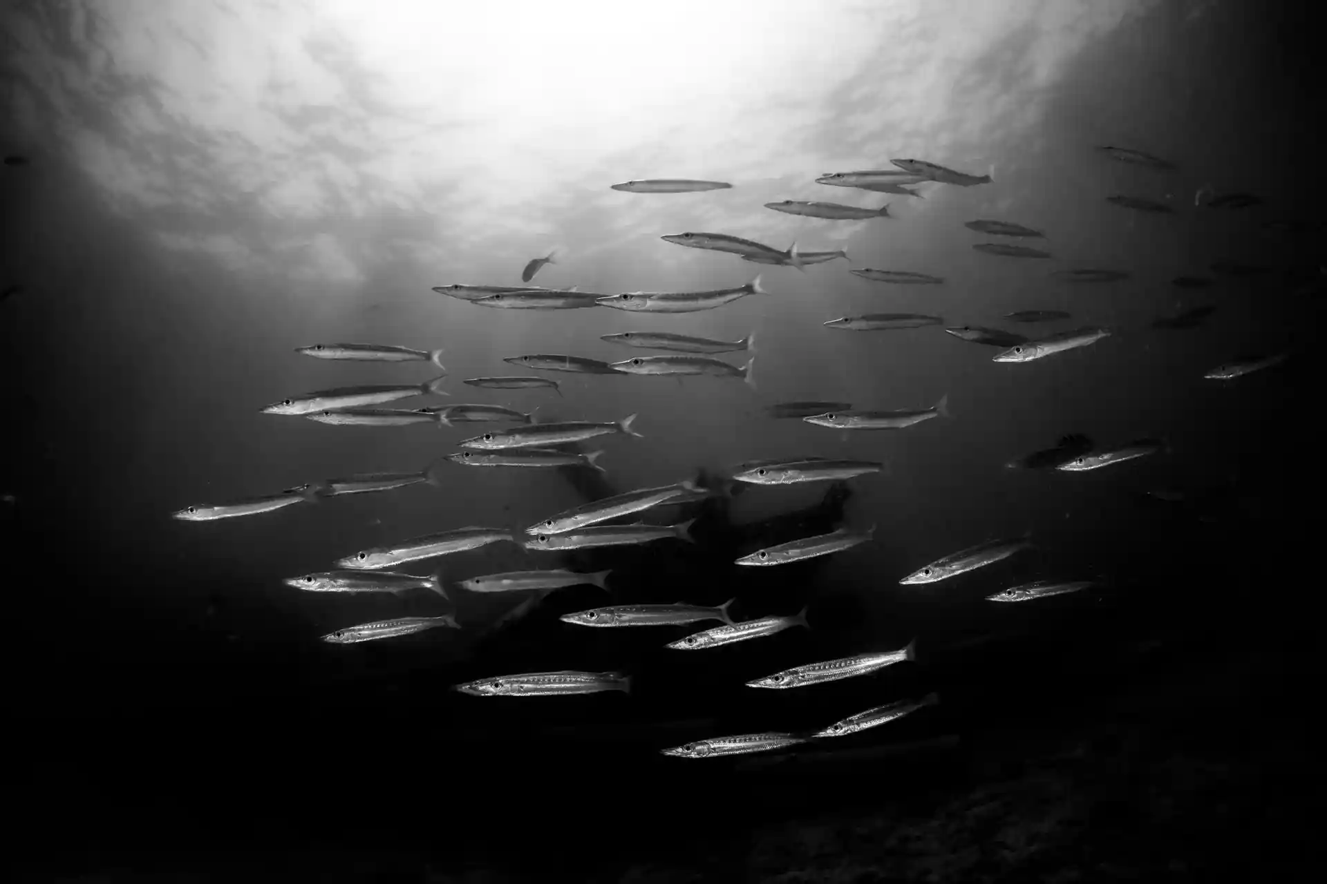 Dive site photo