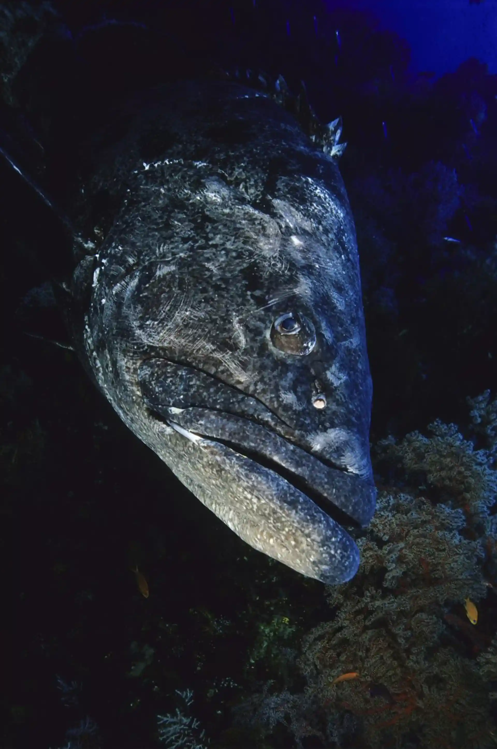 Dive site photo