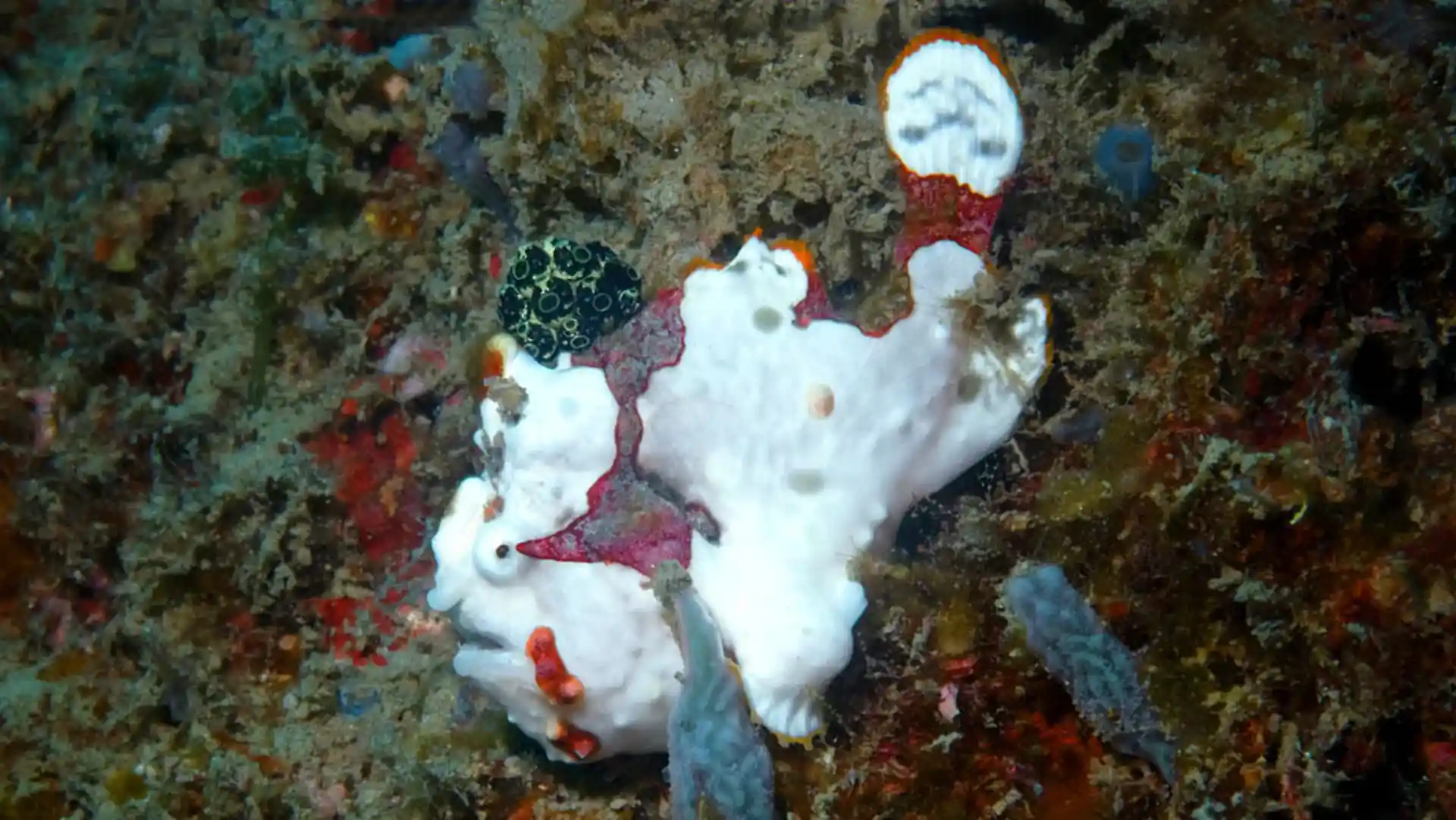 Foto del sitio de buceo