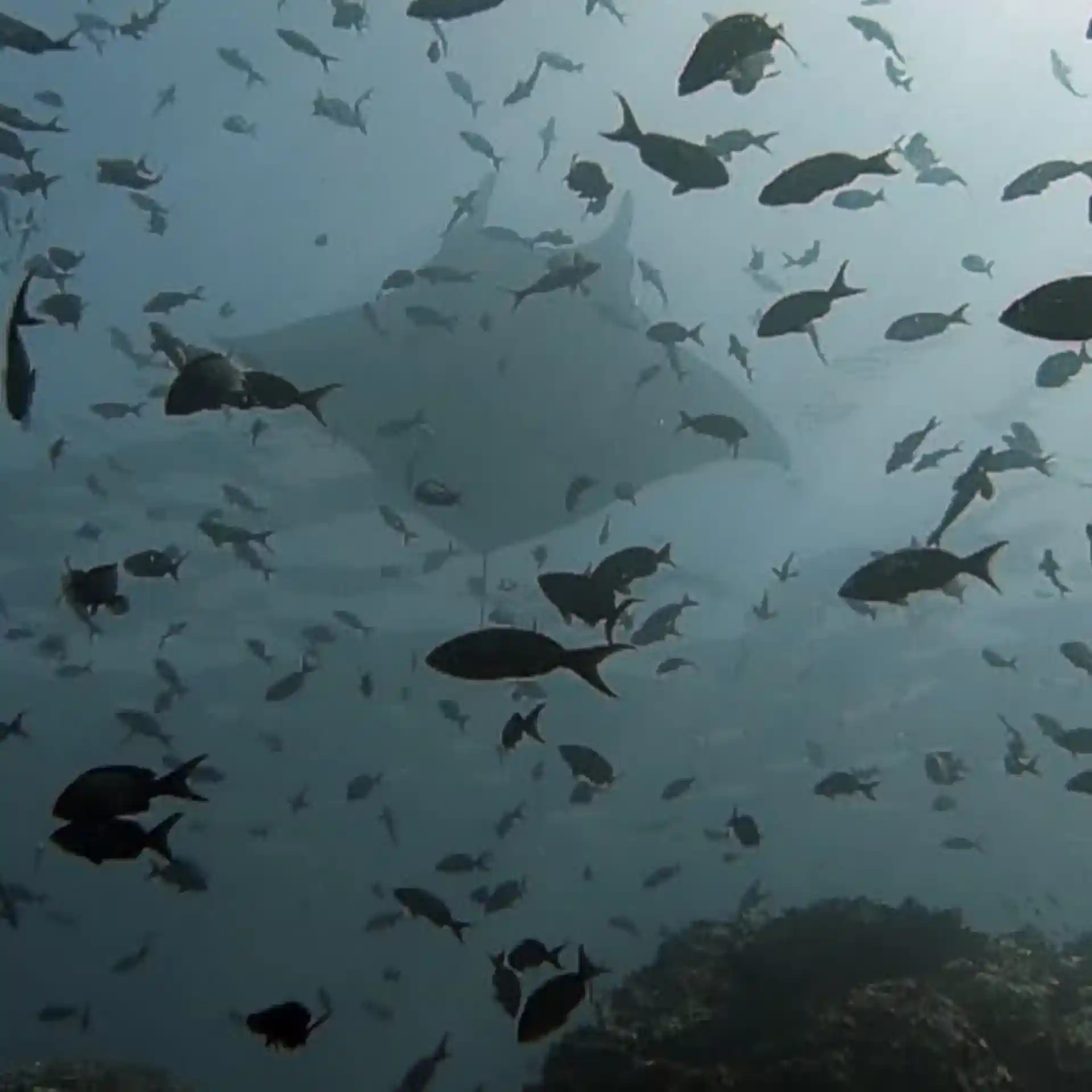 ダイビングサイトの写真