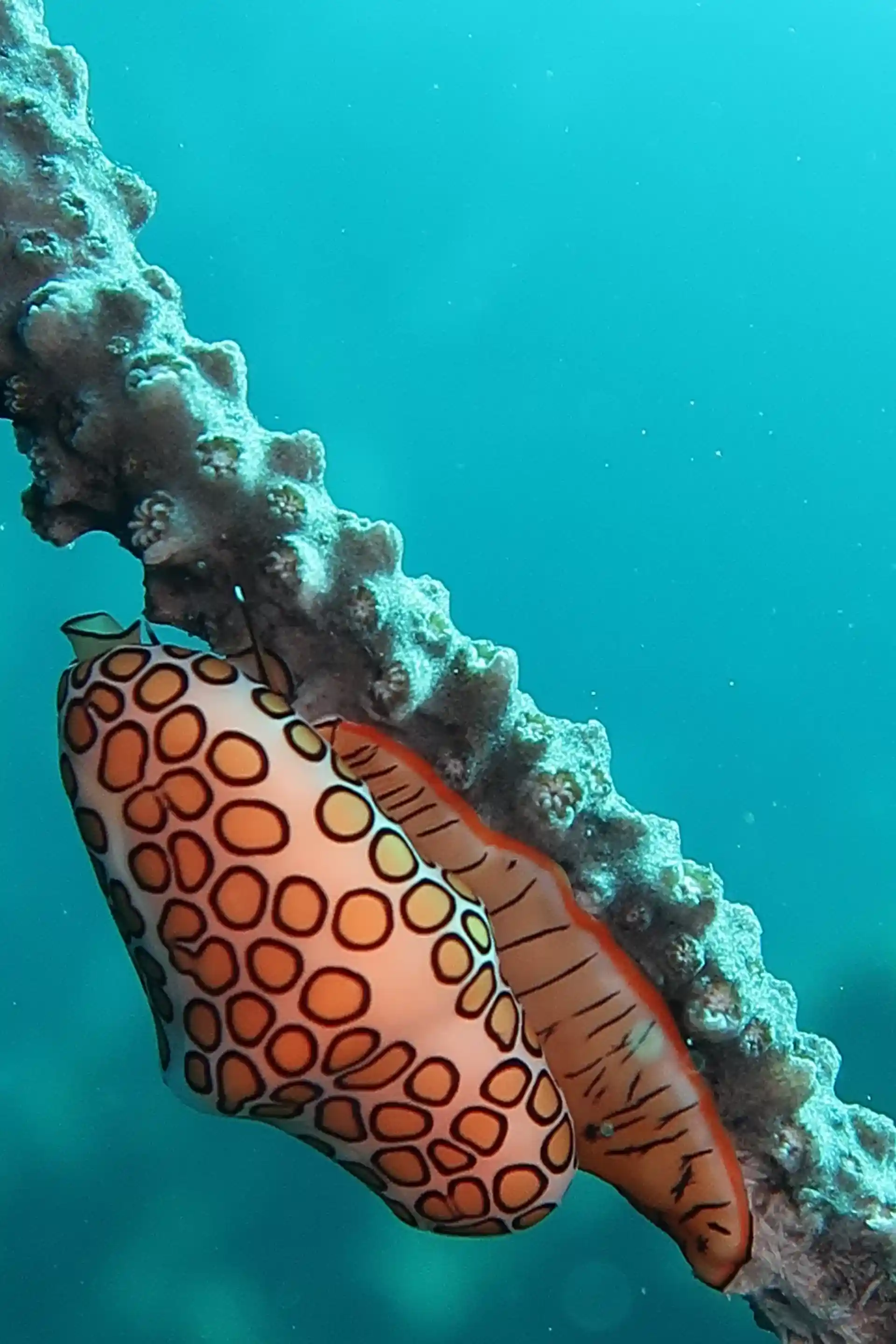 Dive shop photo