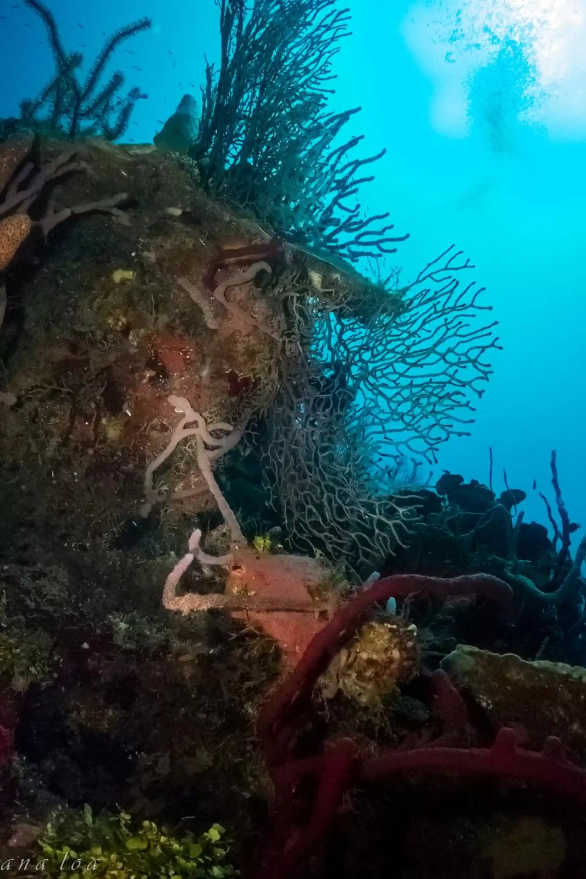 Dive site photo