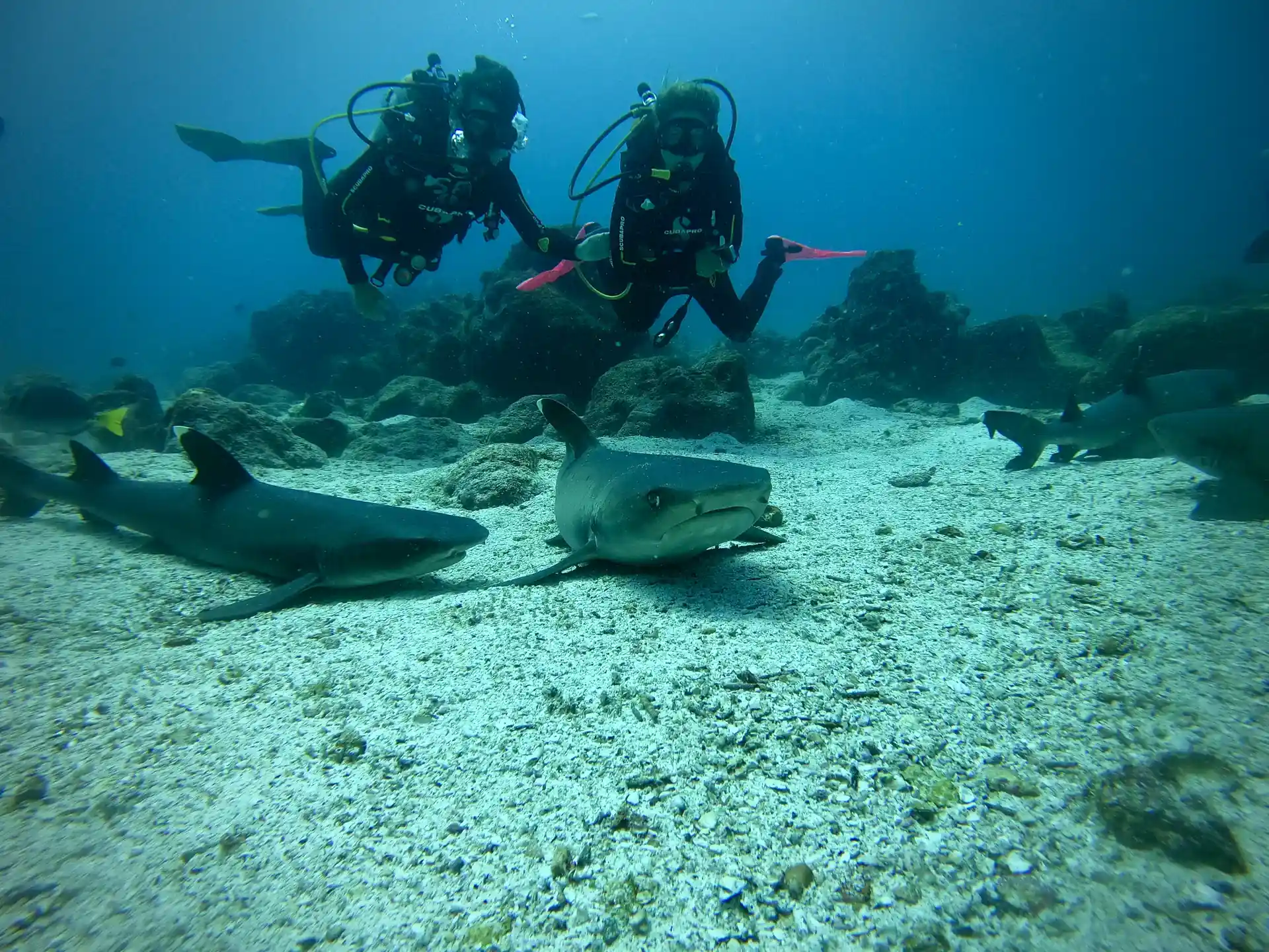 Shark dive