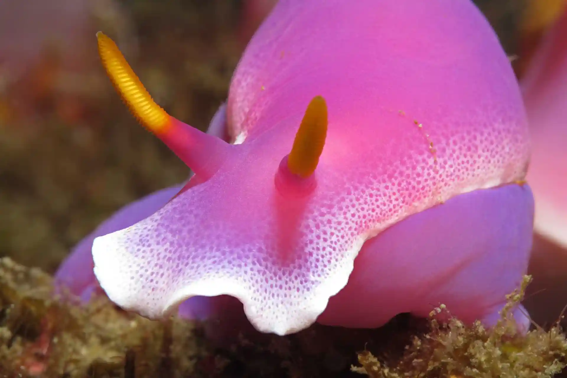 Dive site photo