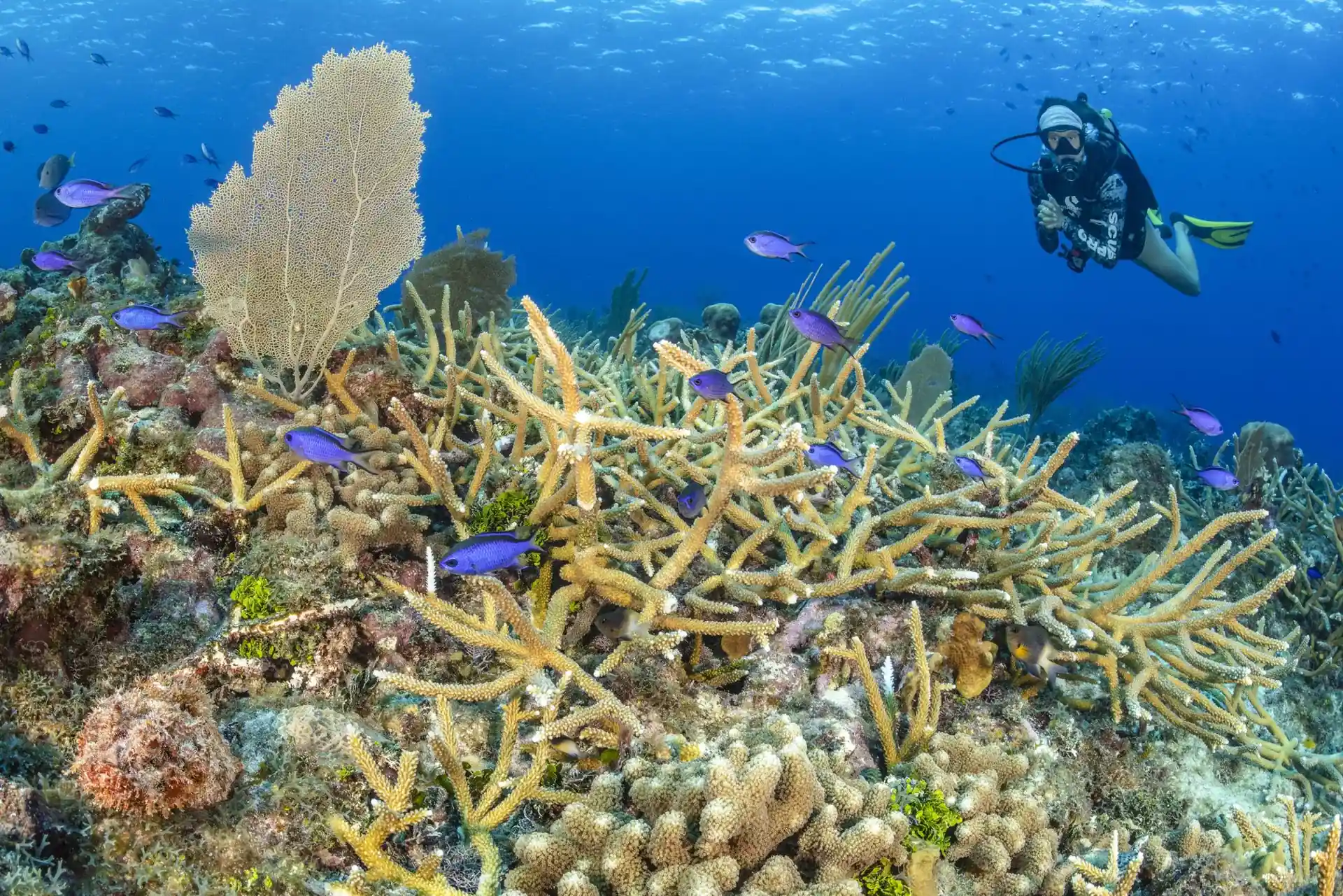 Dive site photo