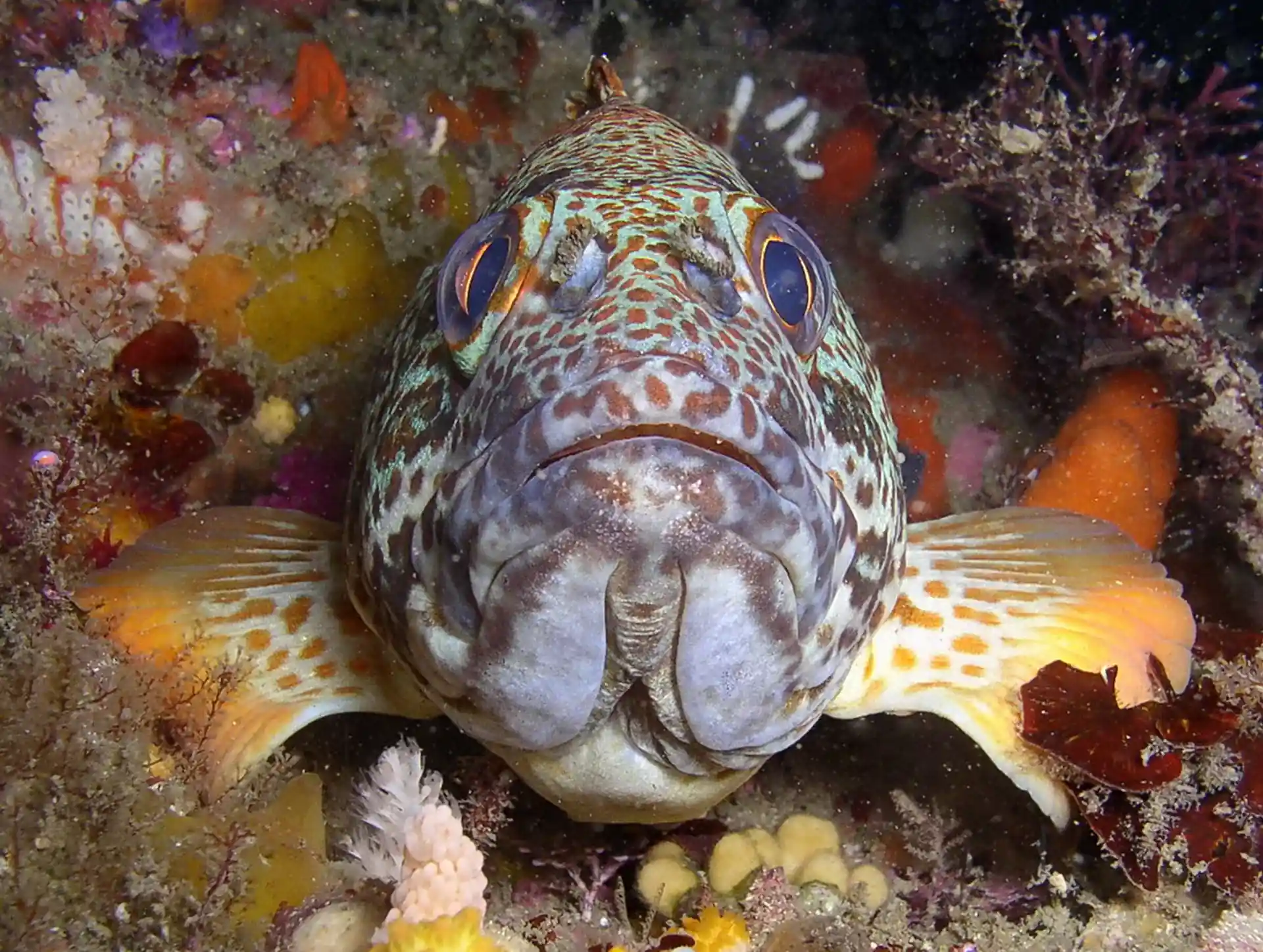 Photo du site de plongée