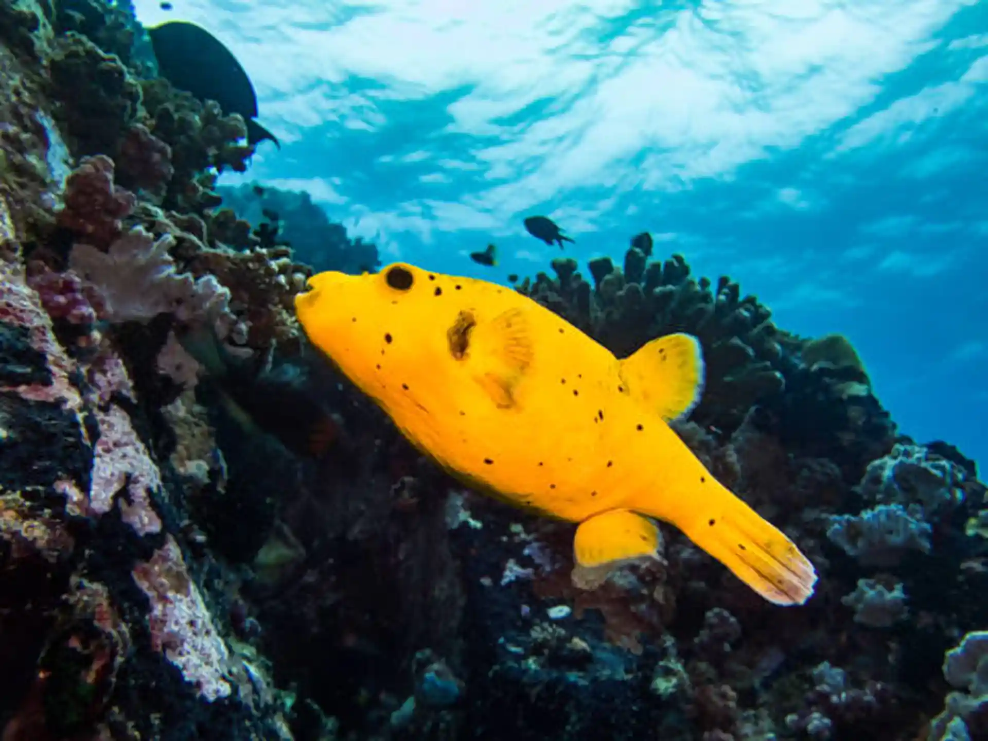 다이빙 포인트 사진