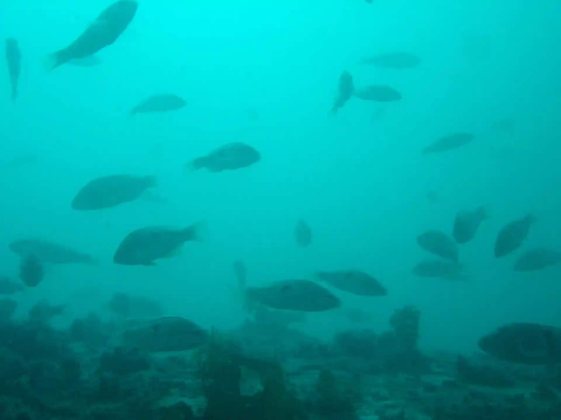 Photo du site de plongée