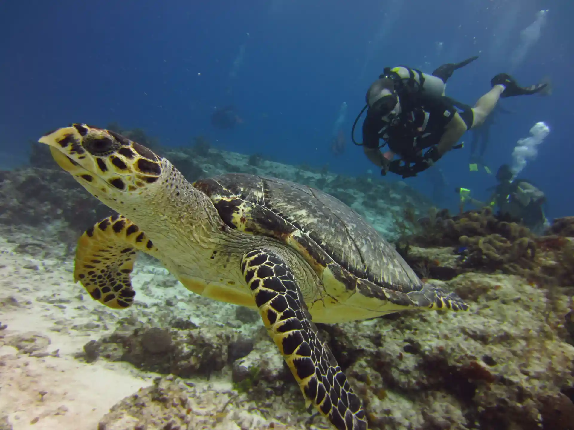 Experience the wonders of the sea