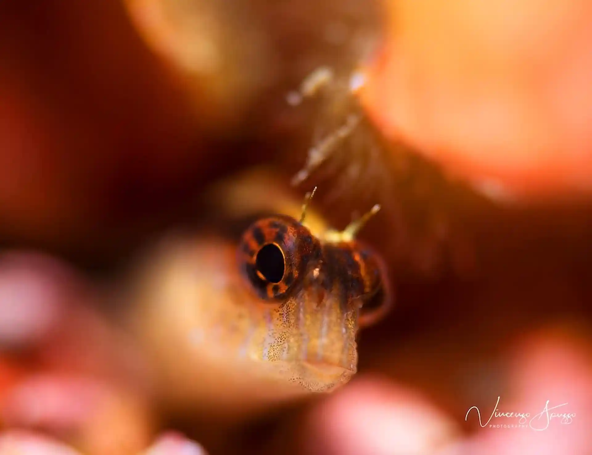Friendly Blenny
