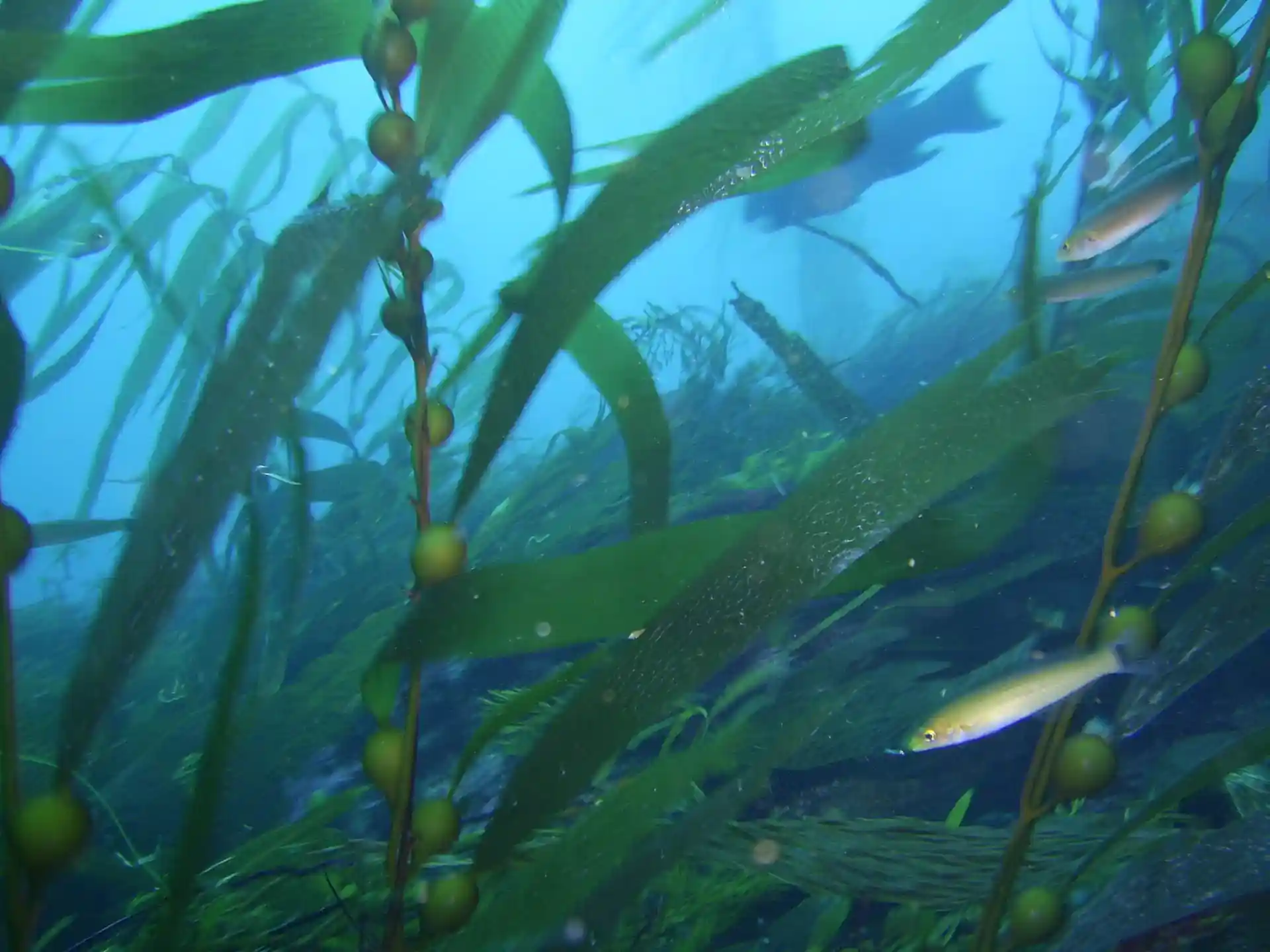 Dive site photo