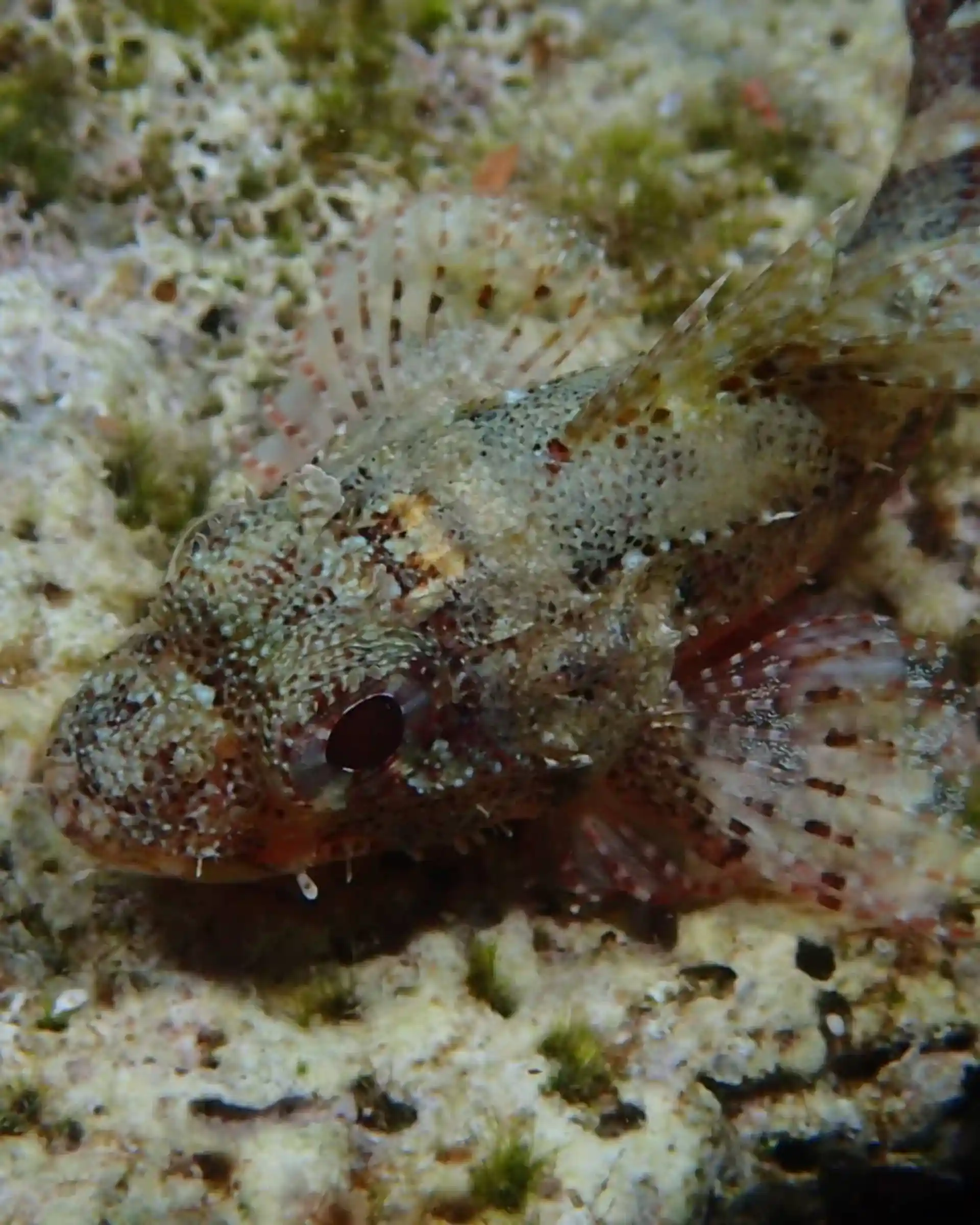 Dive site photo